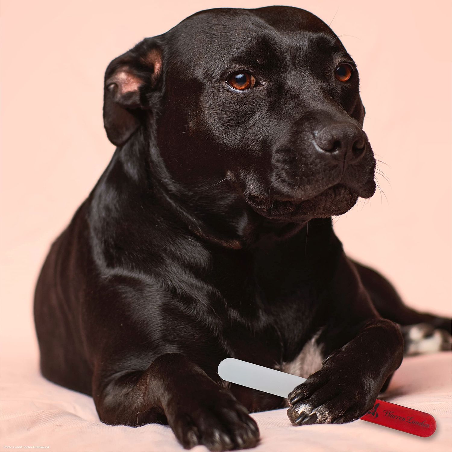 Warren London Glass Dog Nail File for Dogs- Sandblasted Glass Dog Nail Filer for Dogs- Best Dog File for Nails in Dog Claw Care