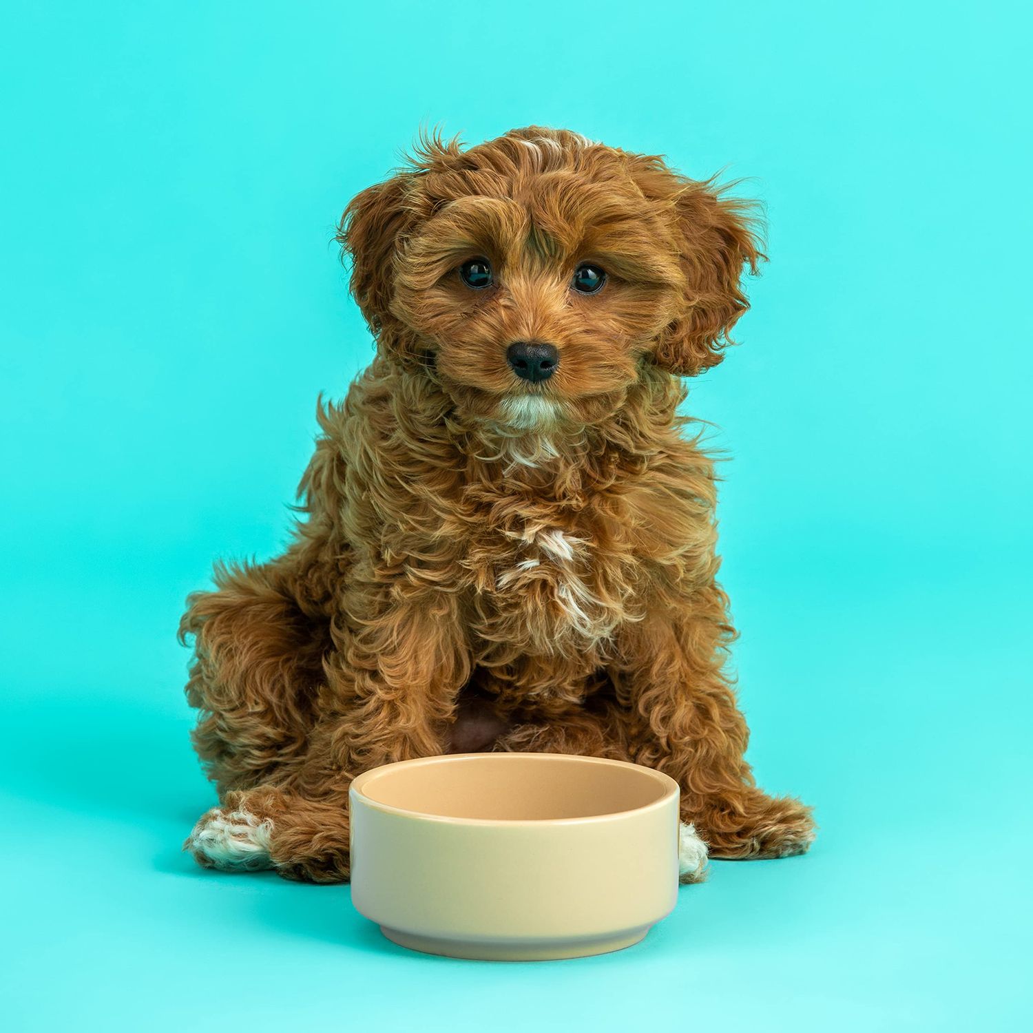 Mason Cash Cane Stoneware Pet Bowl, 13 cm