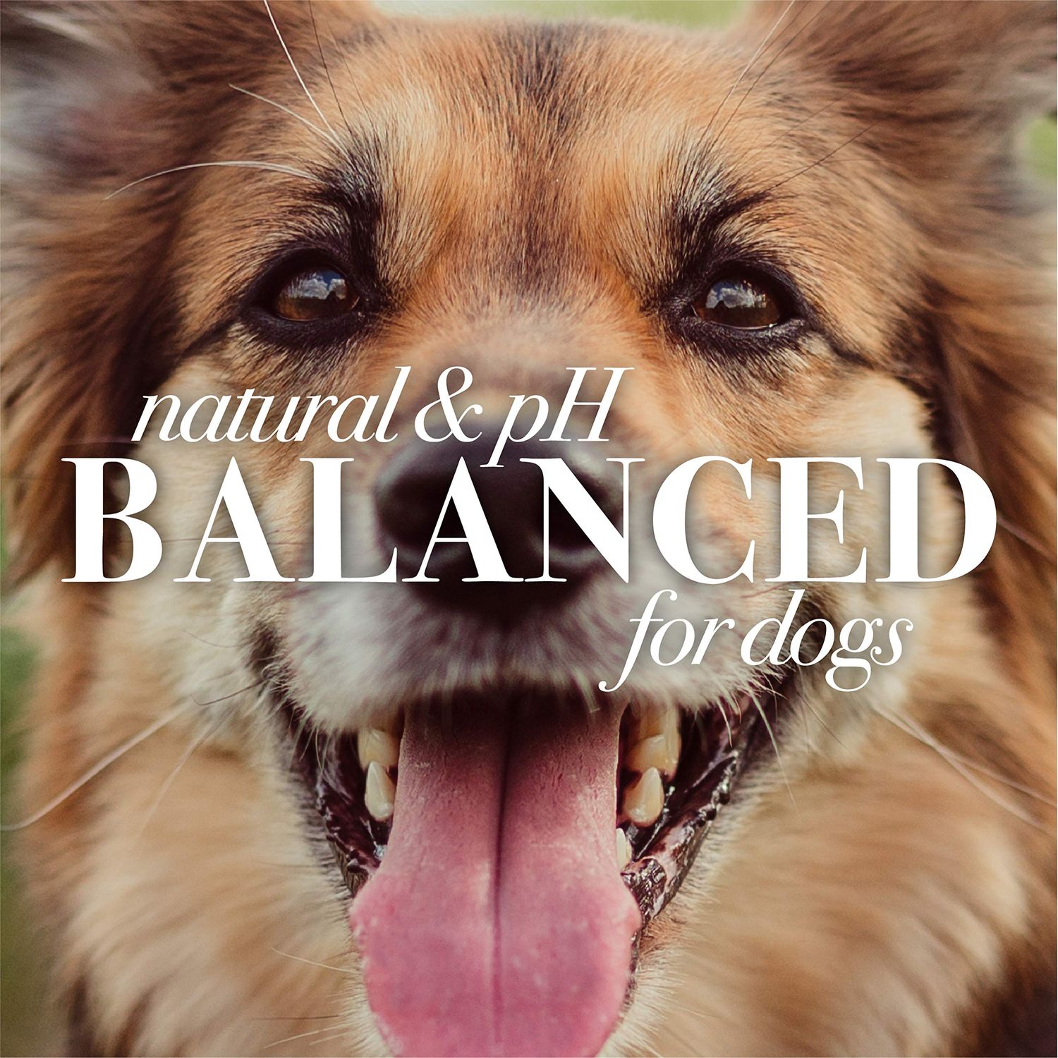 Burt's Bees for Pets Natural Itch Soothing Shampoo with Honeysuckle | Anti-Itch Dog Shampoo for All Dogs | Cruelty Free, Sulfate & Paraben Free, pH Balanced for Dogs - Made in the USA, 16 Ounces