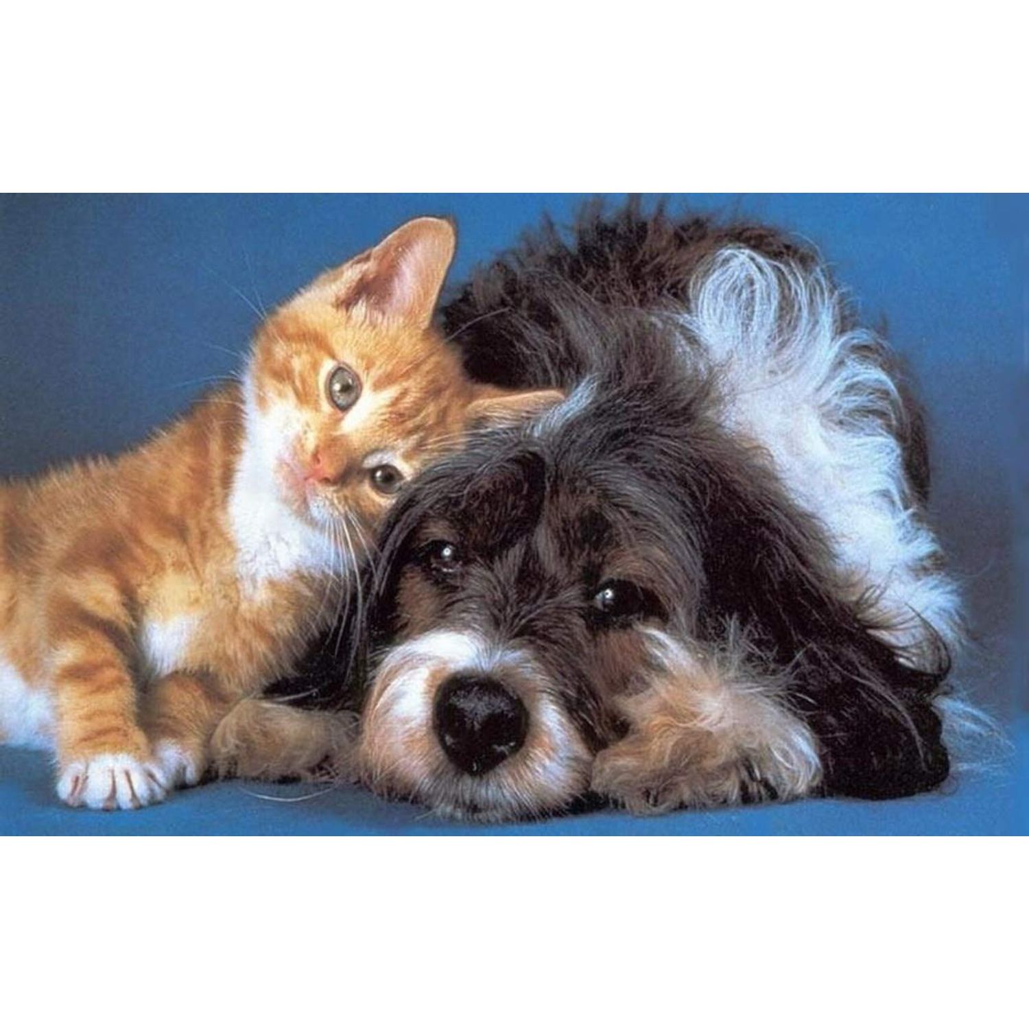 I LOVE MY PETS LLC Dog Immune Health - PET Immune Support - Dogs and Cats - Booster - Healthy - Turmeric for Dogs Joints - 120 Treats (2 Bottles)