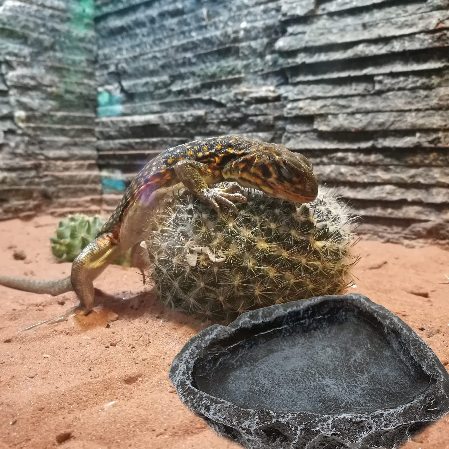 Reptile Water Dish Food Bowl, 2 Pack Reptile Feeding Dish Corner Bowl, Reptile Terrarium Bowls for Bearded Dragon Lizard Frog Gecko Tortoise Hermit Crab