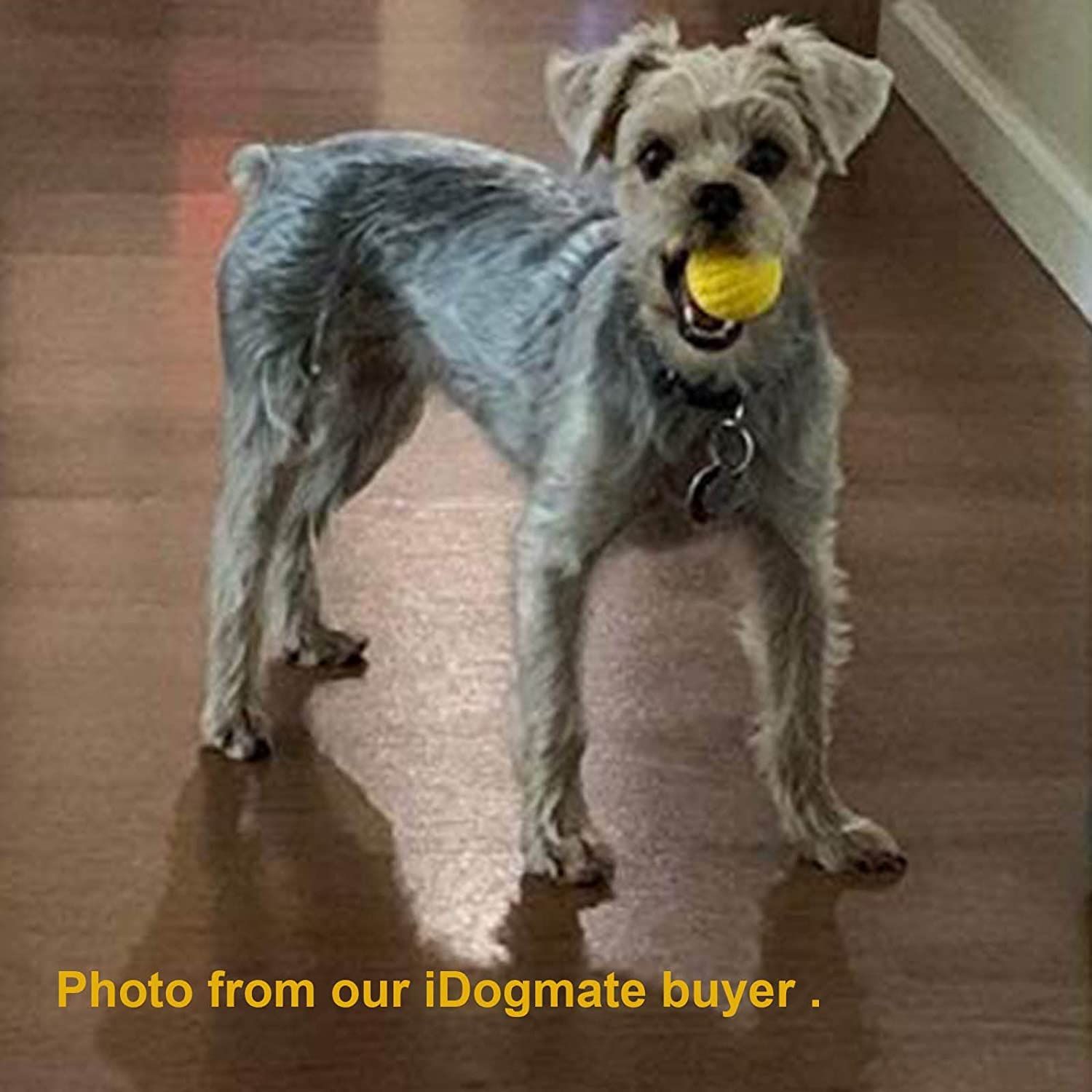 IDOGMATE 1.75" Durable Balls for Small Dogs, Ball Dog Toy for Small Launcher, Dog Balls,Durable, Washable (3pcs)