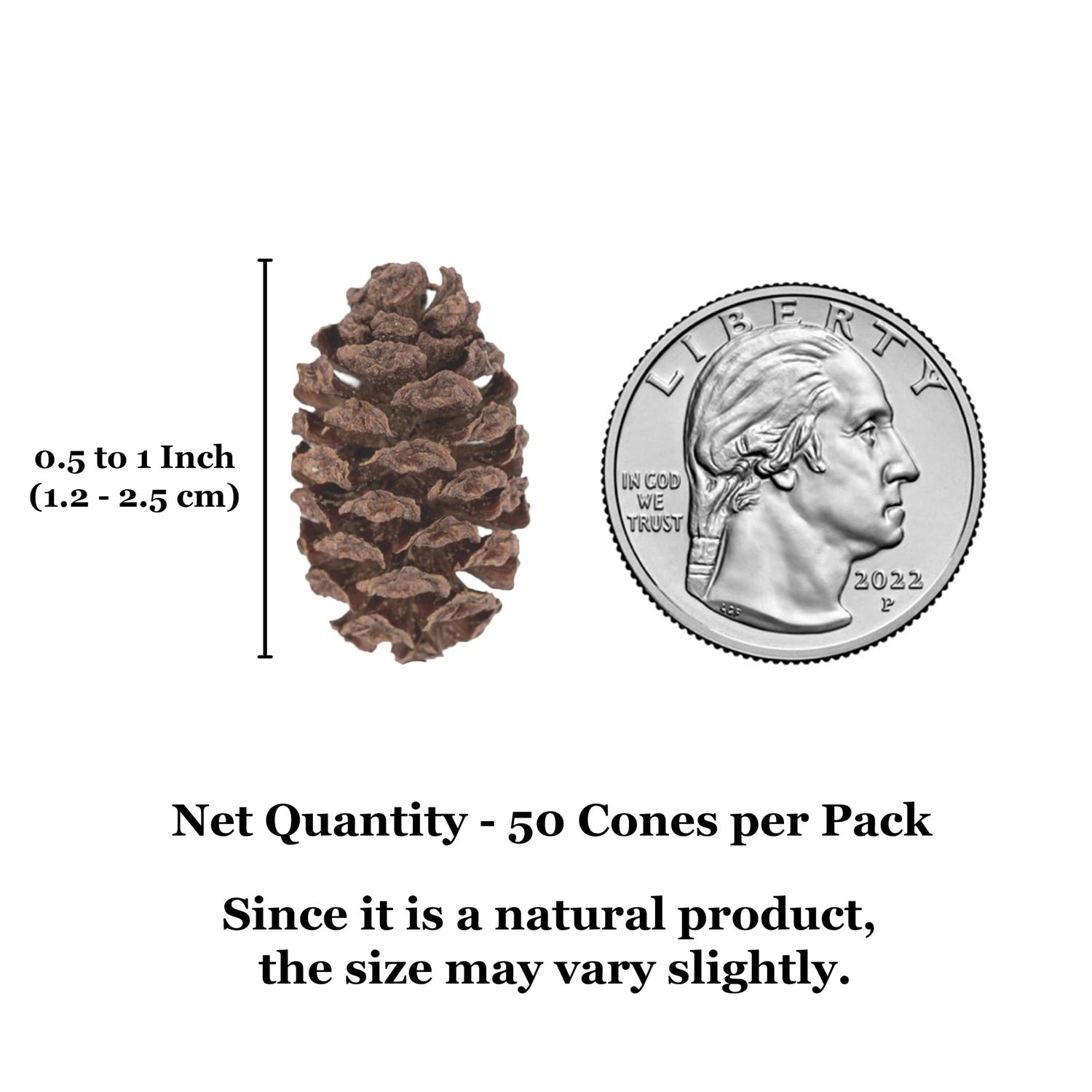 SunGrow Alder Cones for Shrimps, Water Conditioner for Freshwater Shrimp Tanks, Aquarium Decorations & Accessories, 1”, 50 Cones per Pack