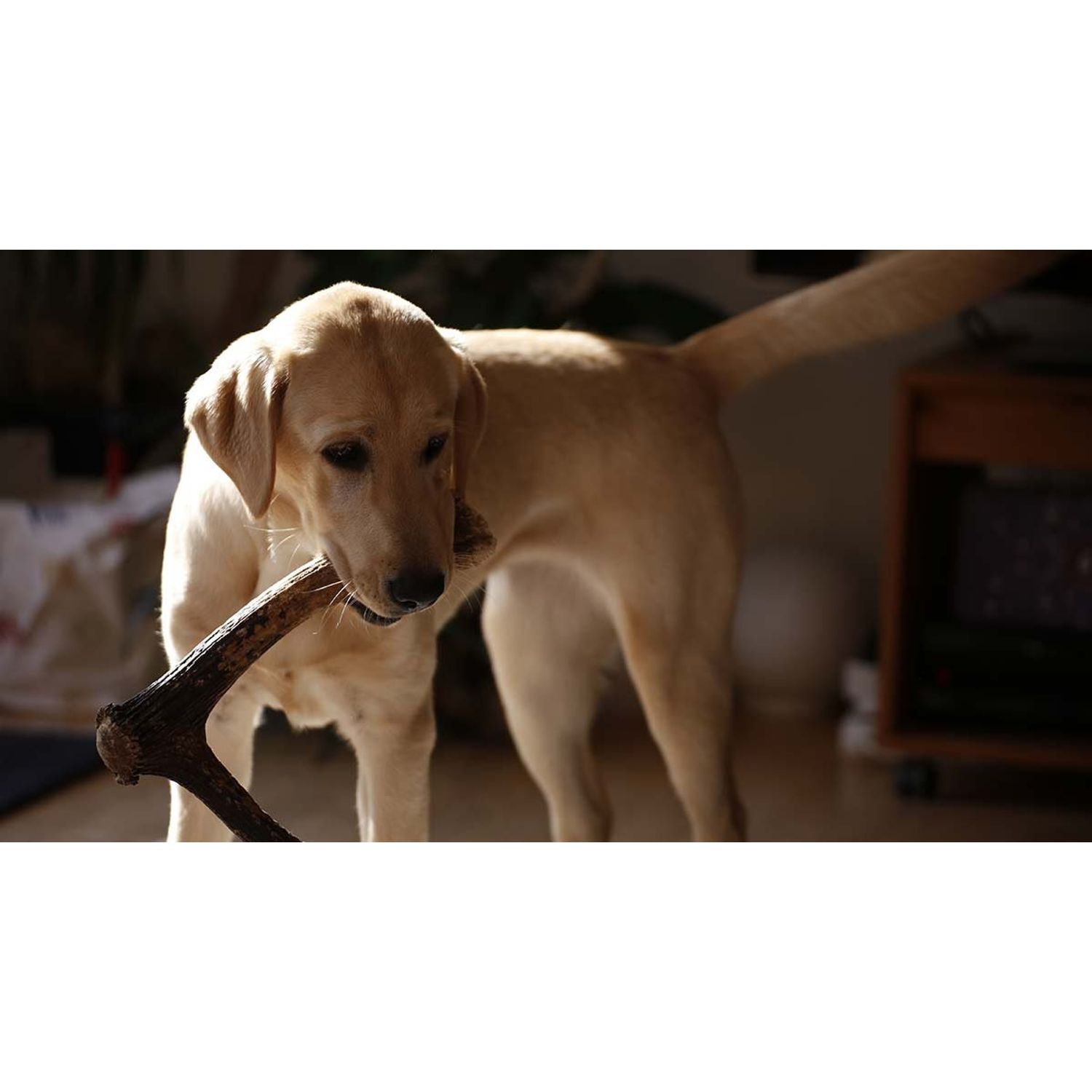 CZ Grain XXL JUMBO Deer Antler for Dogs, for The BIG CHEWER - Premium Grade A Deer Antler Dog Chew - Long Lasting Dog Treat for Your Pet. MADE in USA