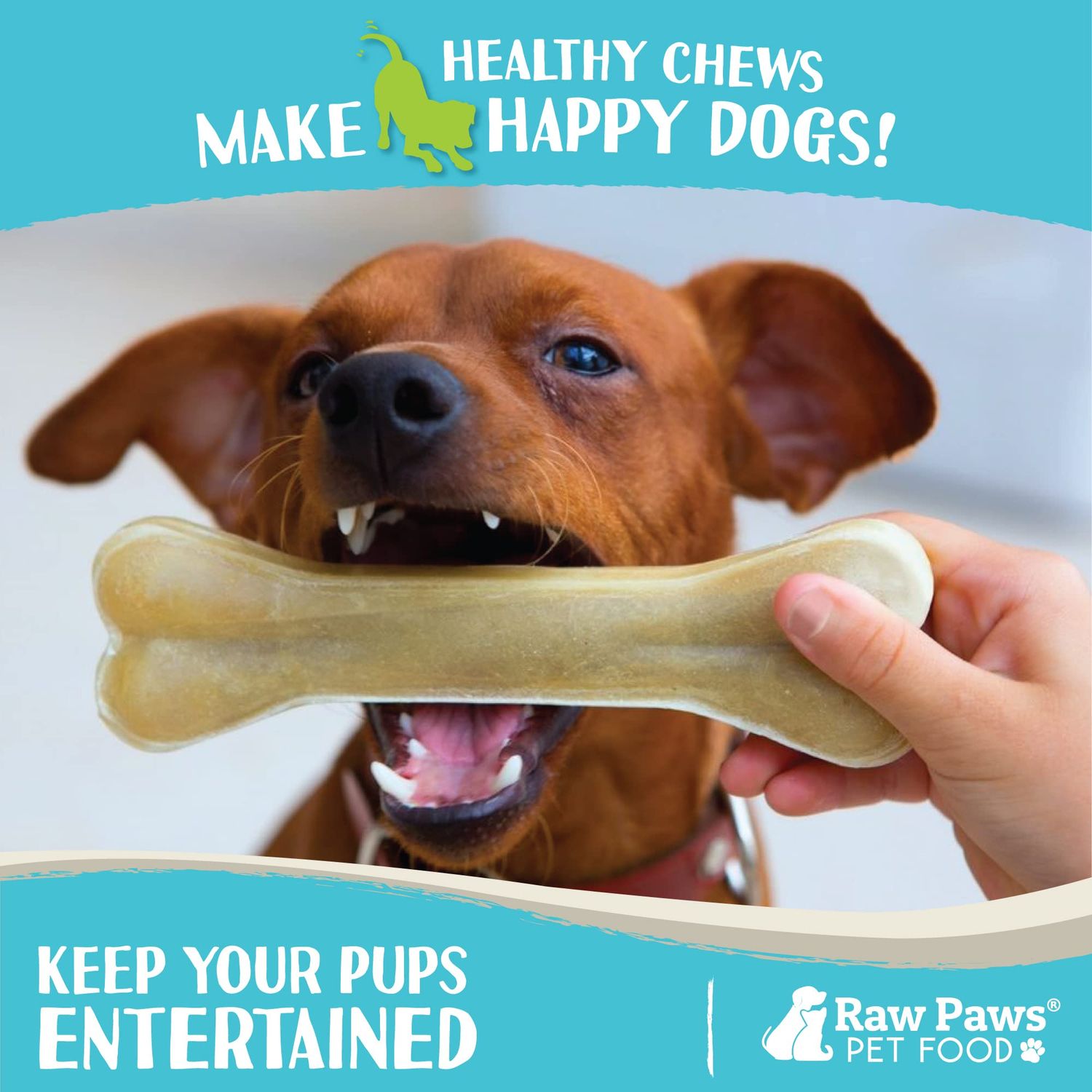 Raw Paws Compressed Rawhide Bones for Dogs, 8-inch, 2-Count - Packed in USA - Long Lasting Dog Chews - Natural Pressed Rawhides - Rawhide Bones for Large Dogs - Raw Hide Bones for Aggressive Chewers