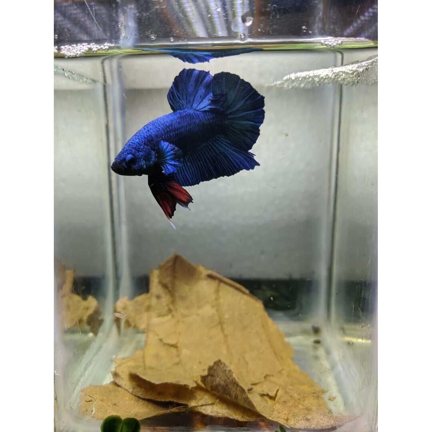50 Natural Leaves Indian Aquarium Catappa Betta Care Almond Shrimp Fish Ketapang