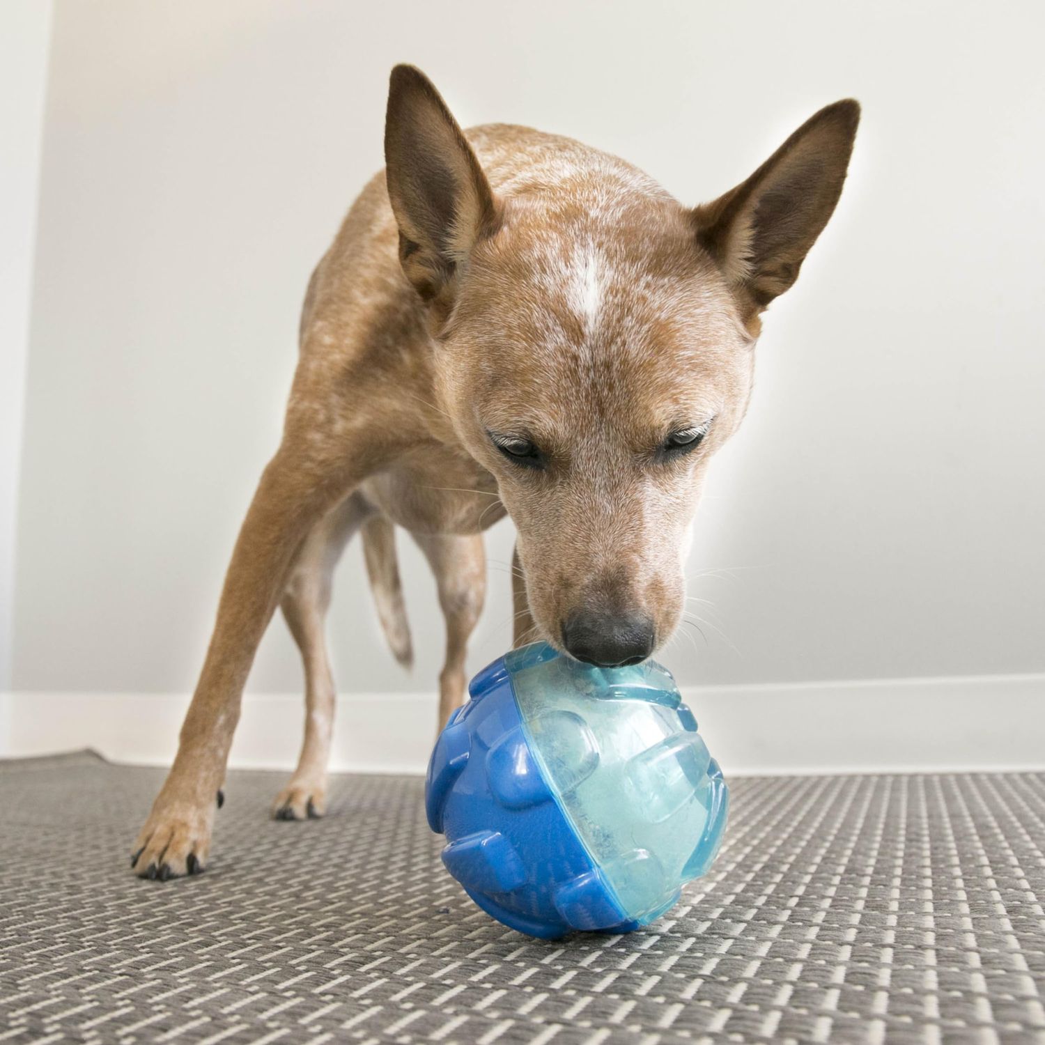 KONG Company 38703434: Rewards Ball Treat Dispenser Dog Toy, Sm