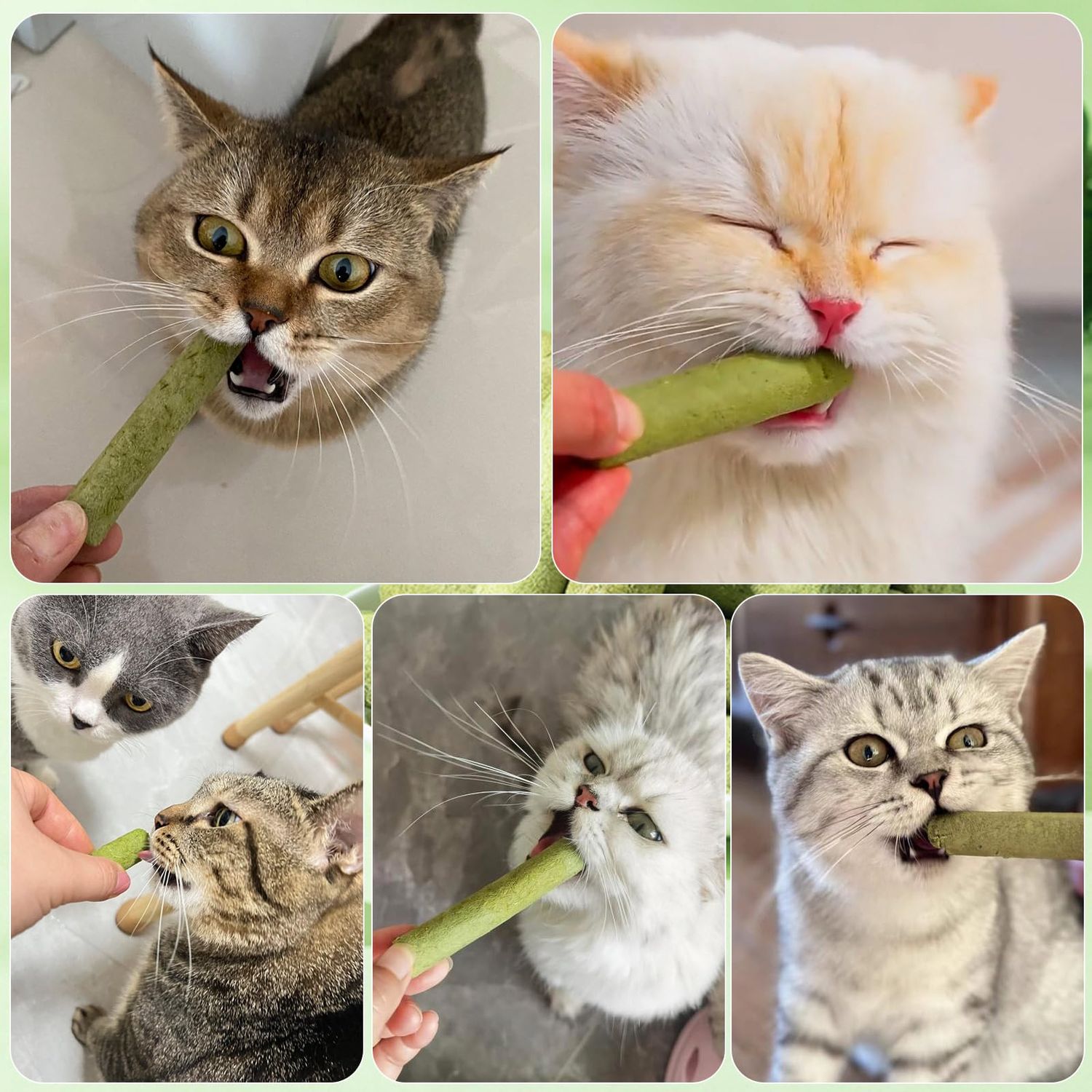 Petllgood 30g Cat Grass Sticks, Freeze Dried Cats Grass Teething Stick, Edible Cat Chew Toy for Teeth Cleaning Dental Health and Hairball Removal