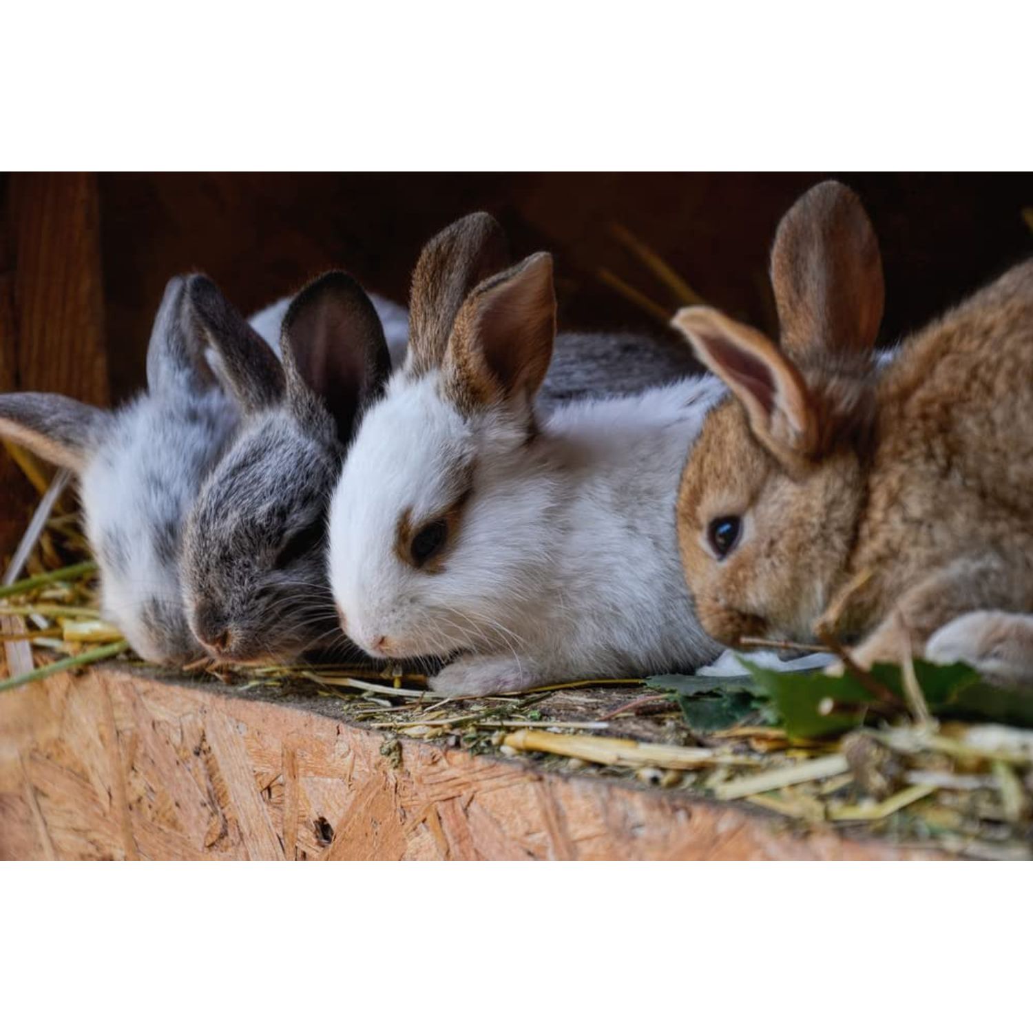 CZ Grain Willow Mega Munch Sticks for Rabbits Chinchilla Guinea Pigs - 40+ Sticks - Small Animal Treat Chew Toys