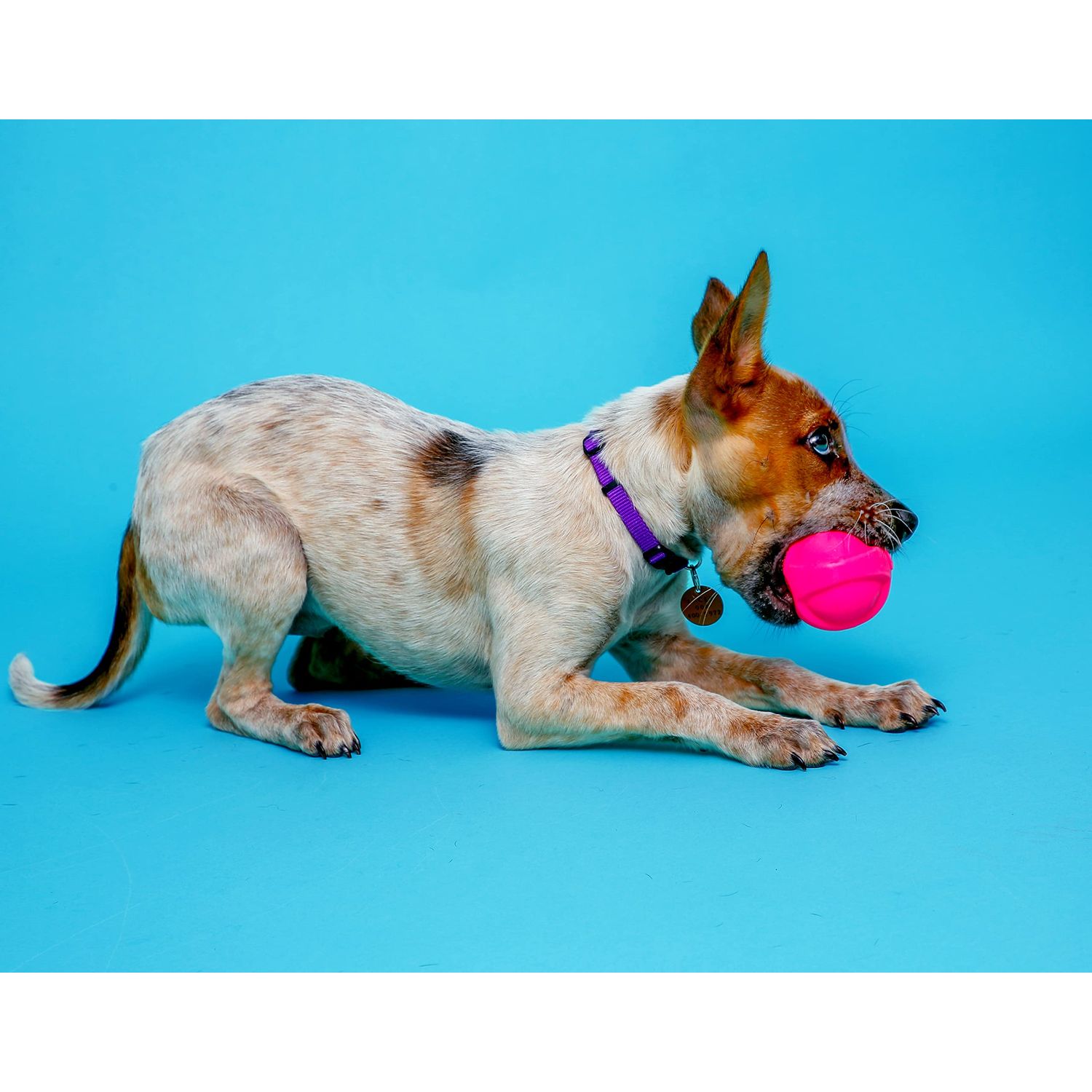Hartz DuraPlay Bacon Scented Dog Toys, Small (Assorted Color)