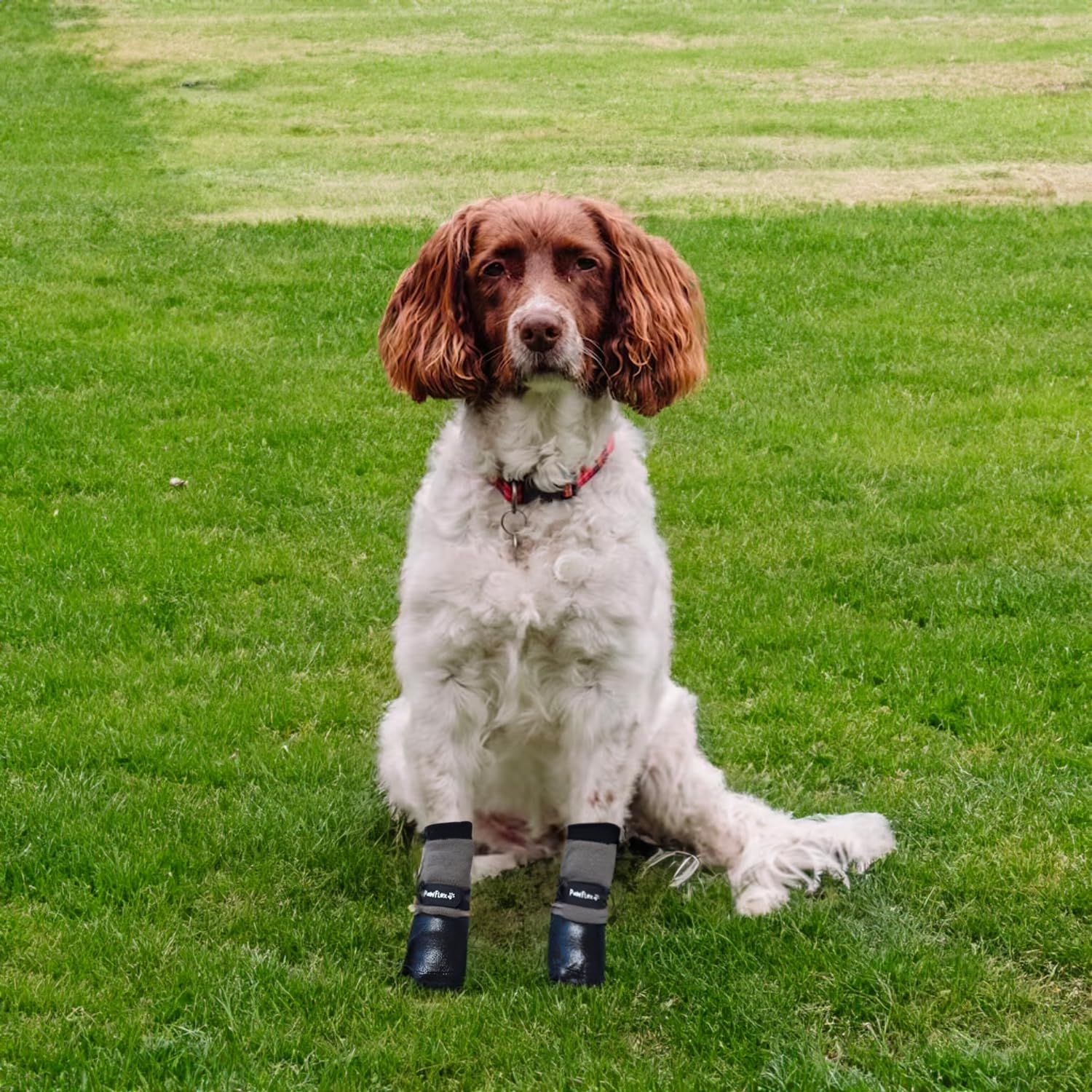 PawFlex Double Dipped Waterproof Dog Socks Comfy Pawz Soft Indoor/Outdoor Dog Booties with Rubberized Bottom| Non-Slip Silicone Grip at Inner Cuff for No Twisting or Sliding Off| Adjustable Strap