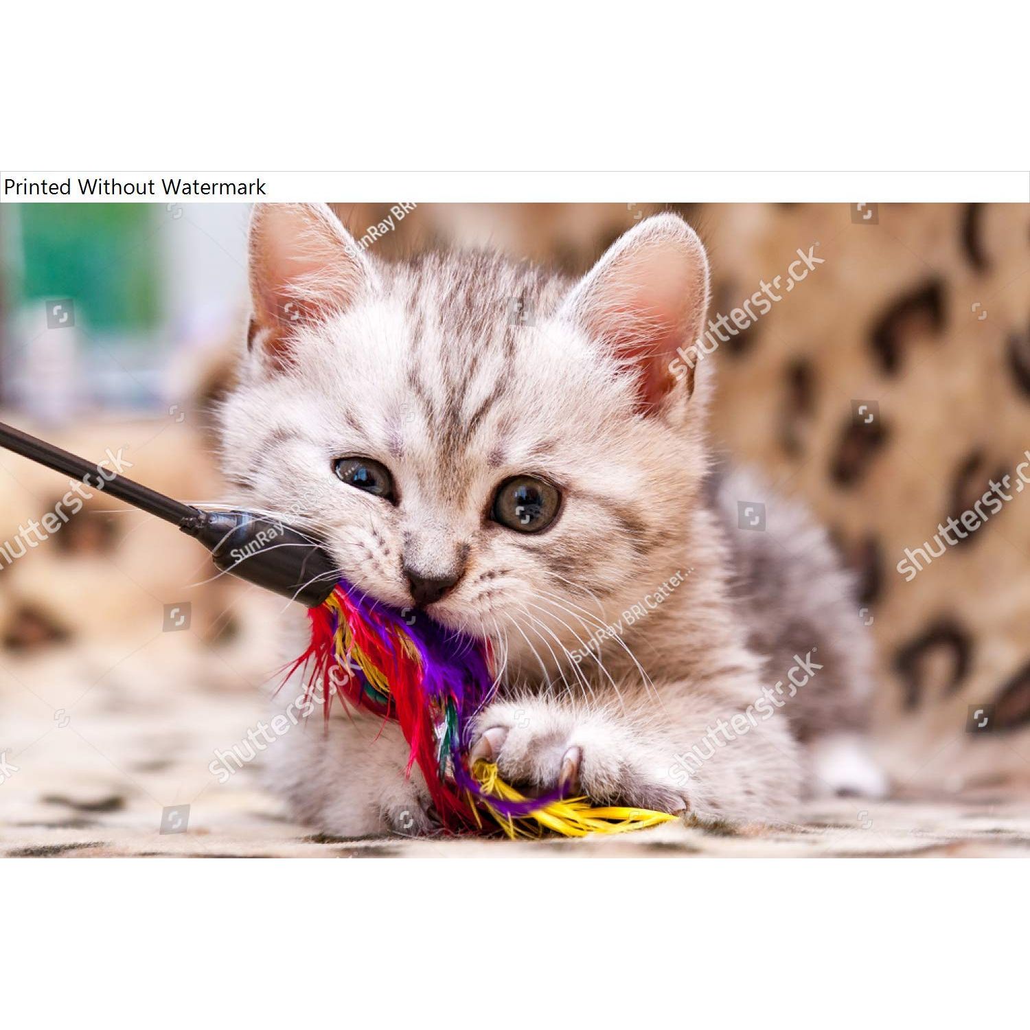 HardPress Wall Art Poster Print of Kitten Playing with Feather Wand - Small British Kitten Gray White Color Chews Cat Toy Looking at The Camera Close-Up