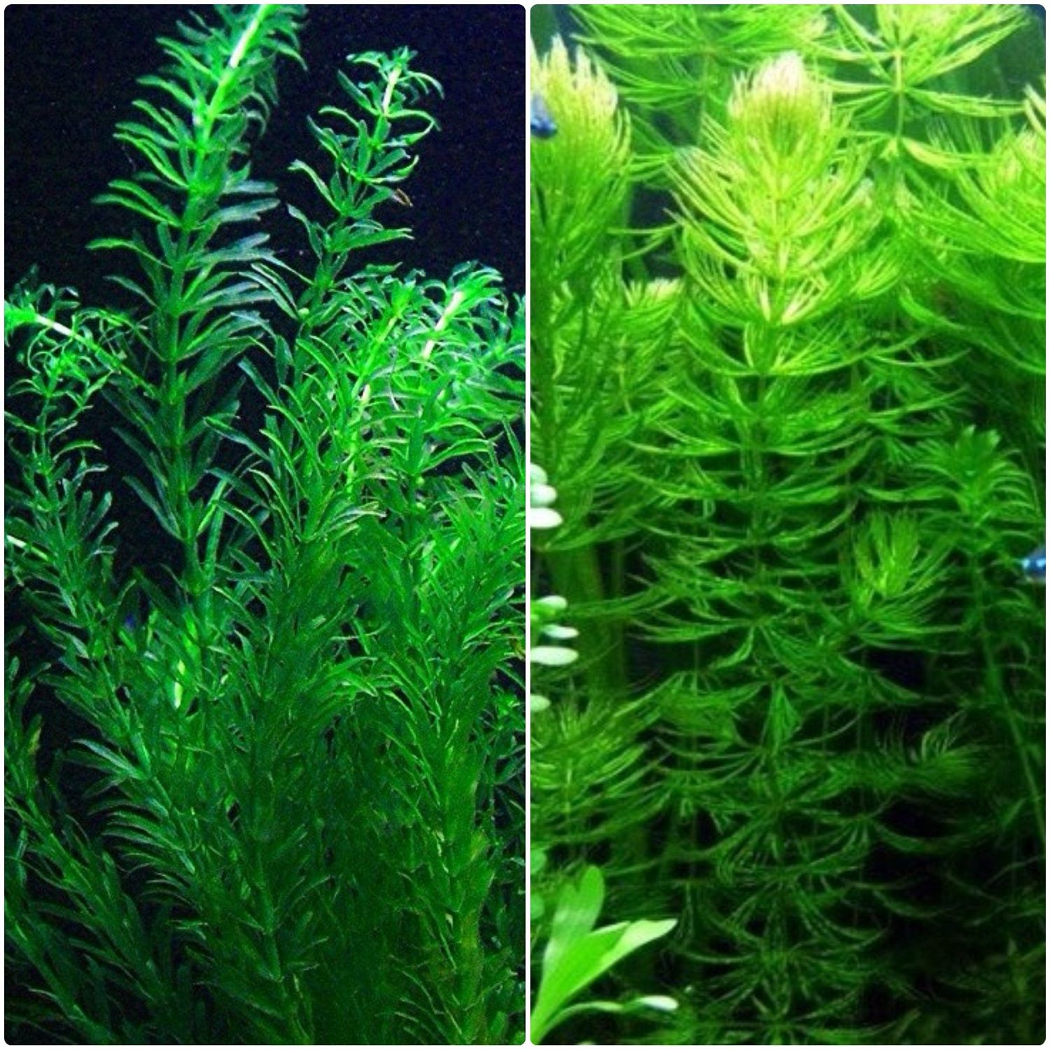 Anacharis and Hornwort Bundle for Ponds and Aquariums