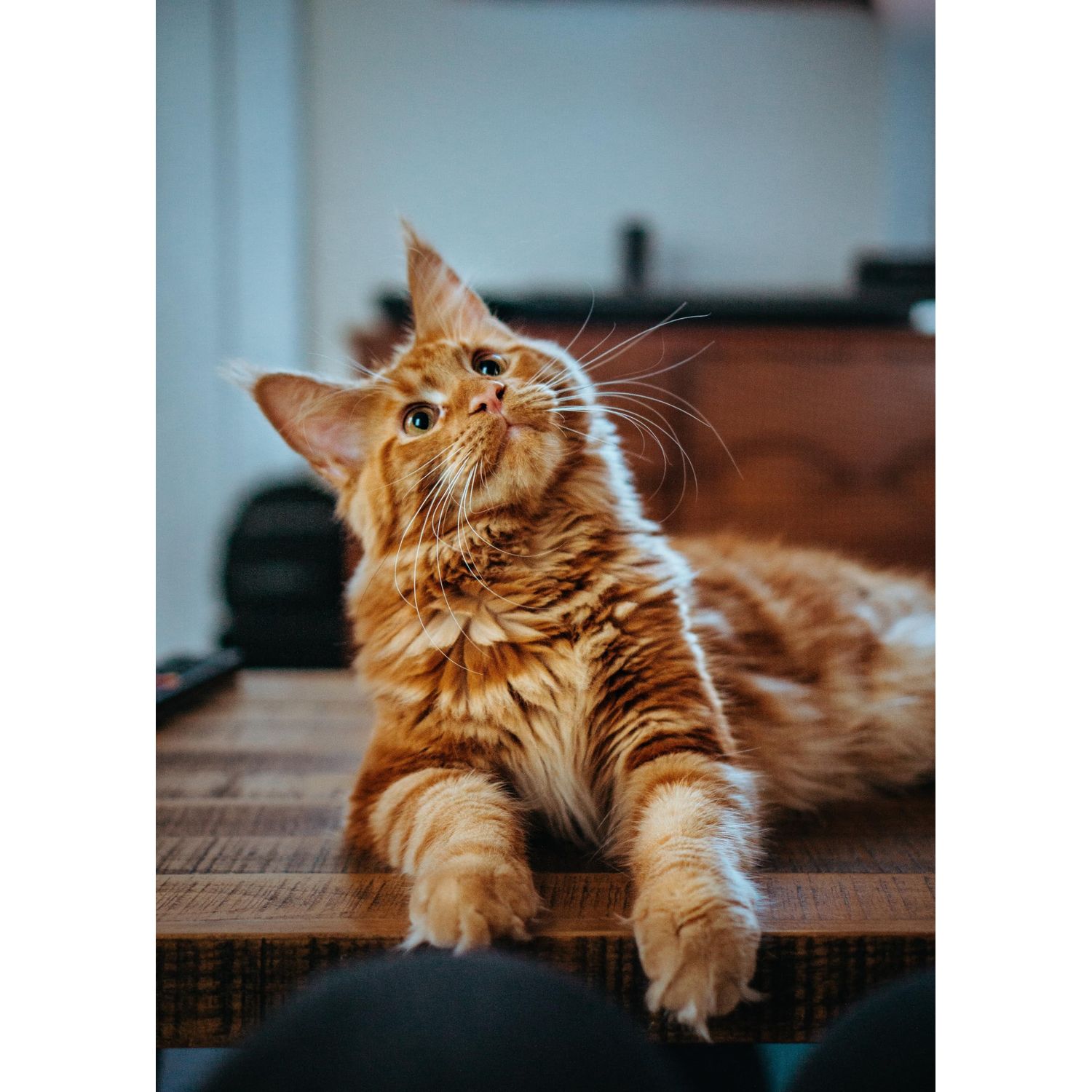 ShengKou Natural Flea Treatment for Cats (2-25 lbs) | 9-Month Supply with Comb, Tick Tool & Repellent Collar, Vet-Reviewed Formula