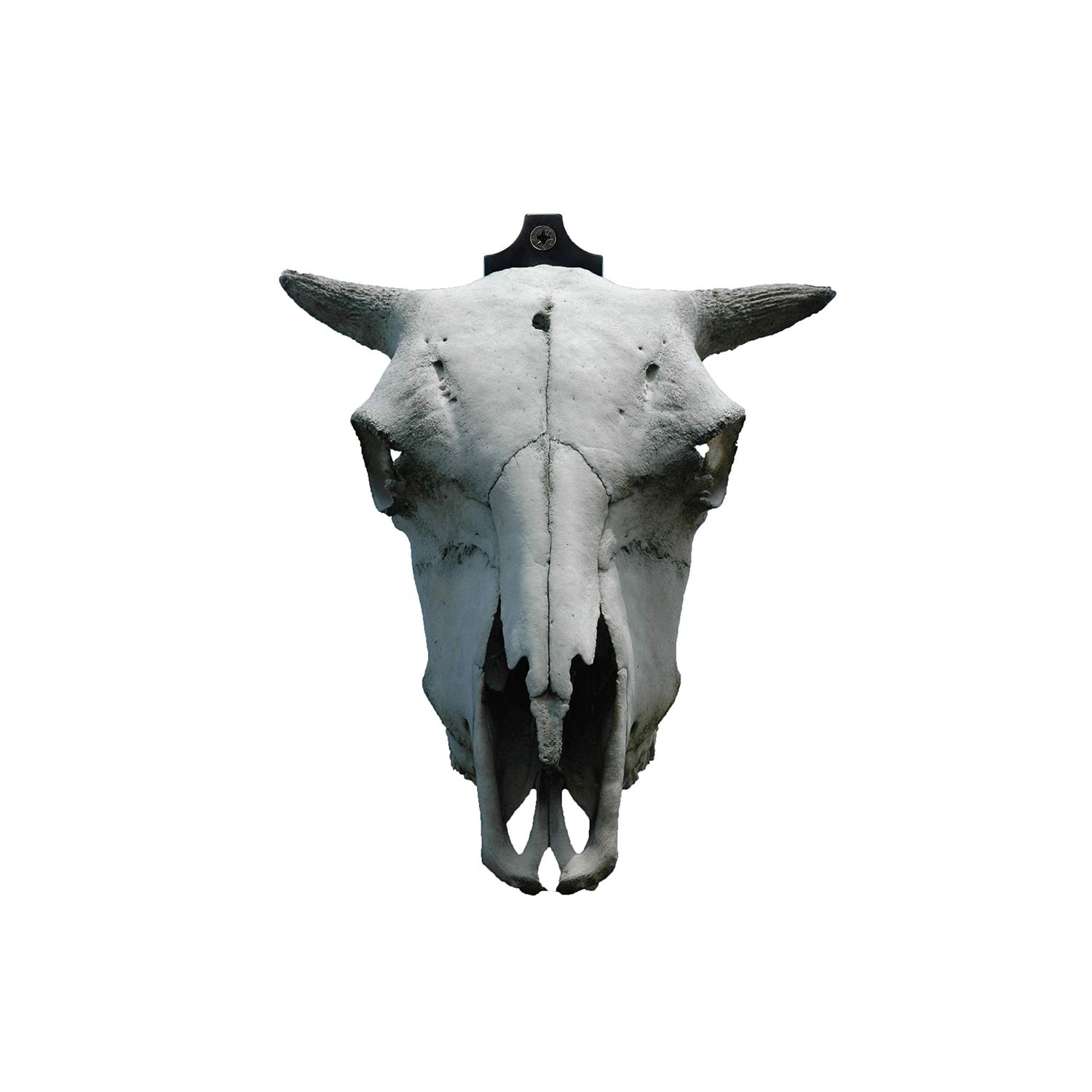Veradura - European Skull Wall Mount Bracket Hanger for Deer Mule Antelope Coyote and Small Game Animals - Complete with Simple & Easy Installation Kit - Suitable for Indoors or Outdoor use