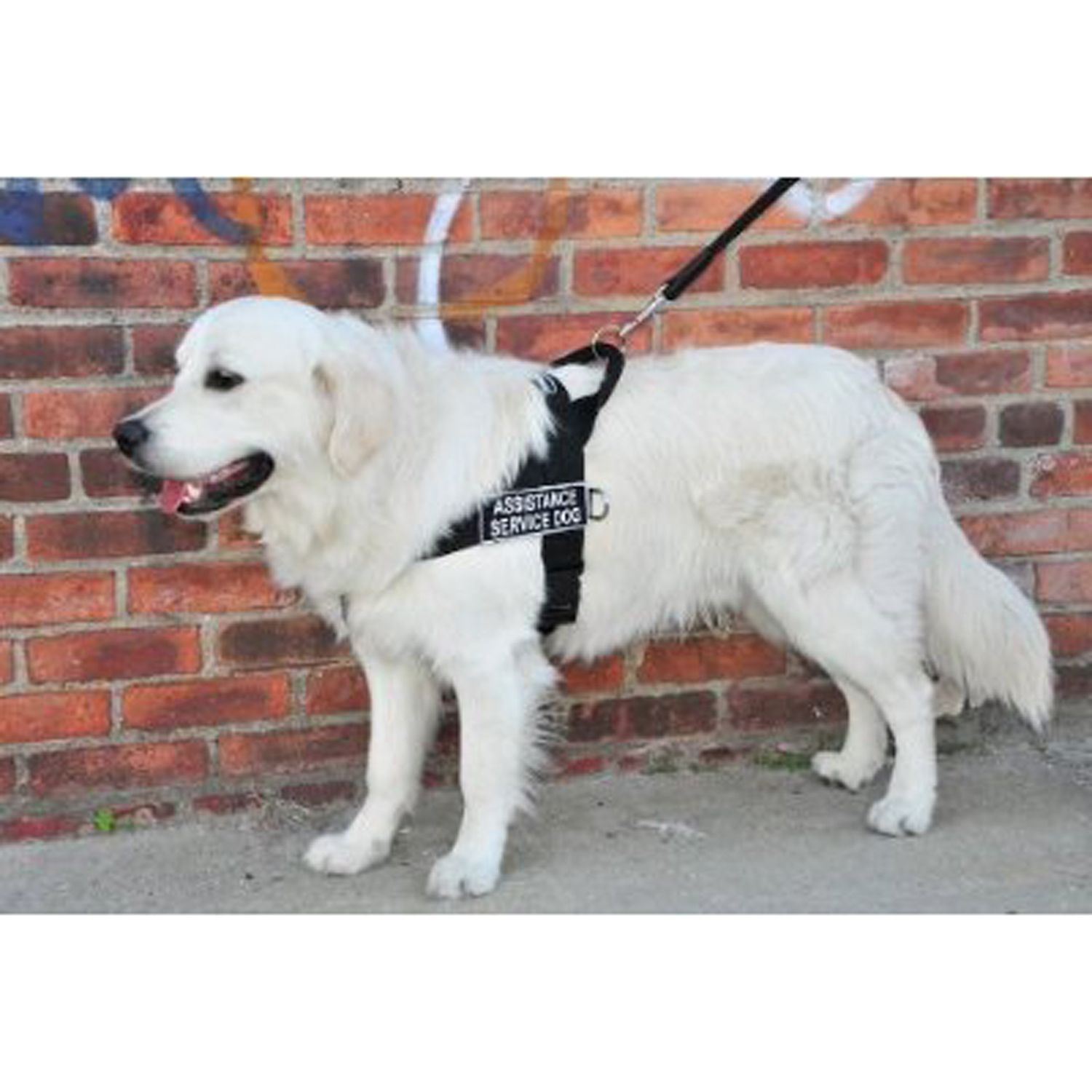 Dean & Tyler D&T UNIVERSAL ASSISTSERDOG BK-L DT Universal No Pull Dog Harness, Assistance Service Dog, Large, Fits Girth, 79cm to 107cm, Black
