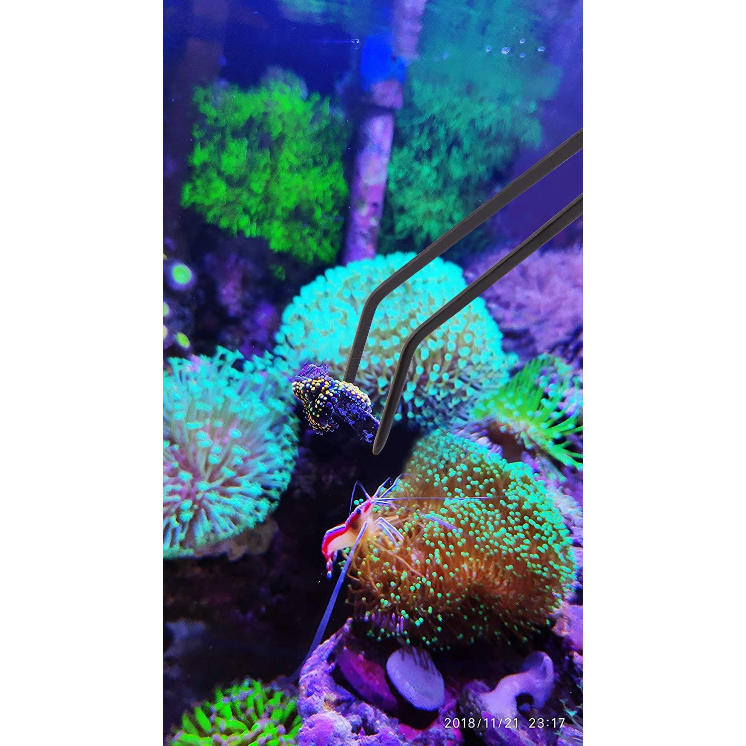 Aquarium Choice Coral Feeder Long Syringe Reef Feeder SPS HPS Marine Reef Coral Feeder Tool Fish Excreta Cleaner (2 Units Coral Feeder and 2 Units Tweezers)