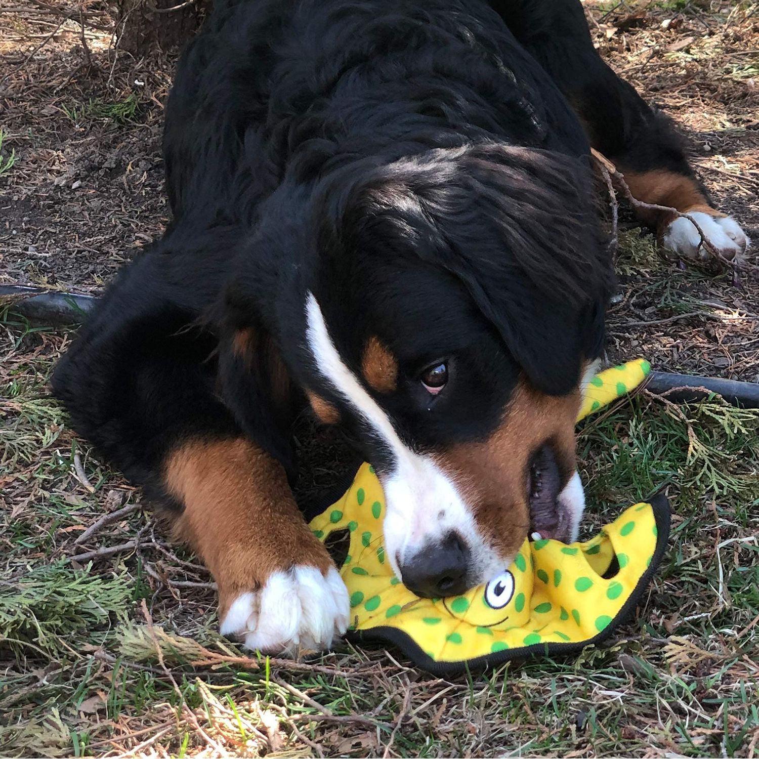 SmartPetLove Snuggle Puppy Tender-Tuffs - Yellow Stingray Tug of War Plush Dog Toy - Great for Play and Interaction with Puncture Resistant Squeaker