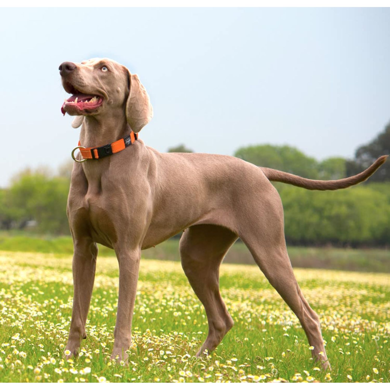 Reflective Dog Collar for Extra Large Dogs, Adjustable from 17-27 inches, Red