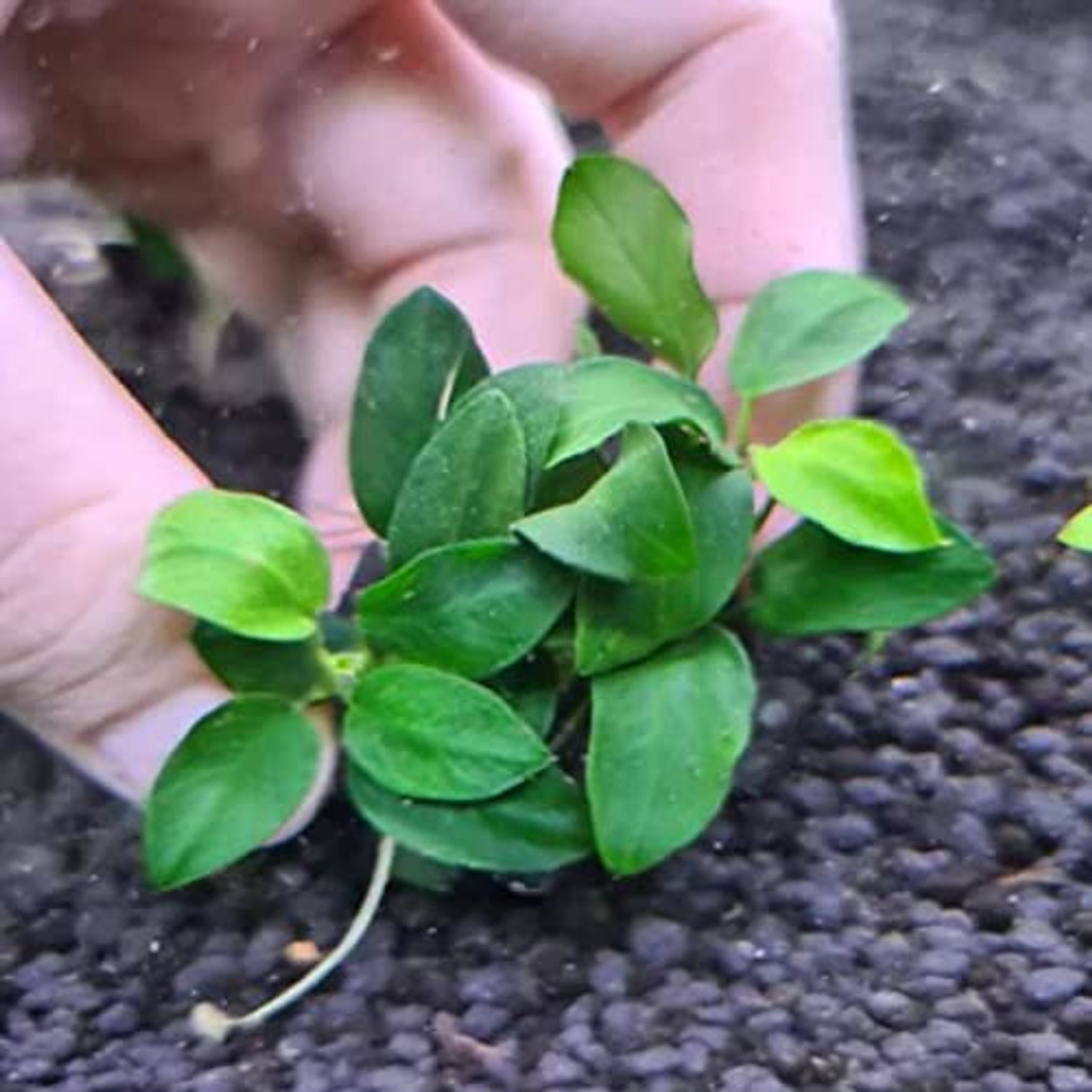 Buy2get1free,same plant Anubias Barteri Var. 'Nana Petite' Potted Plant Ps207 Live Aquarium Plant
