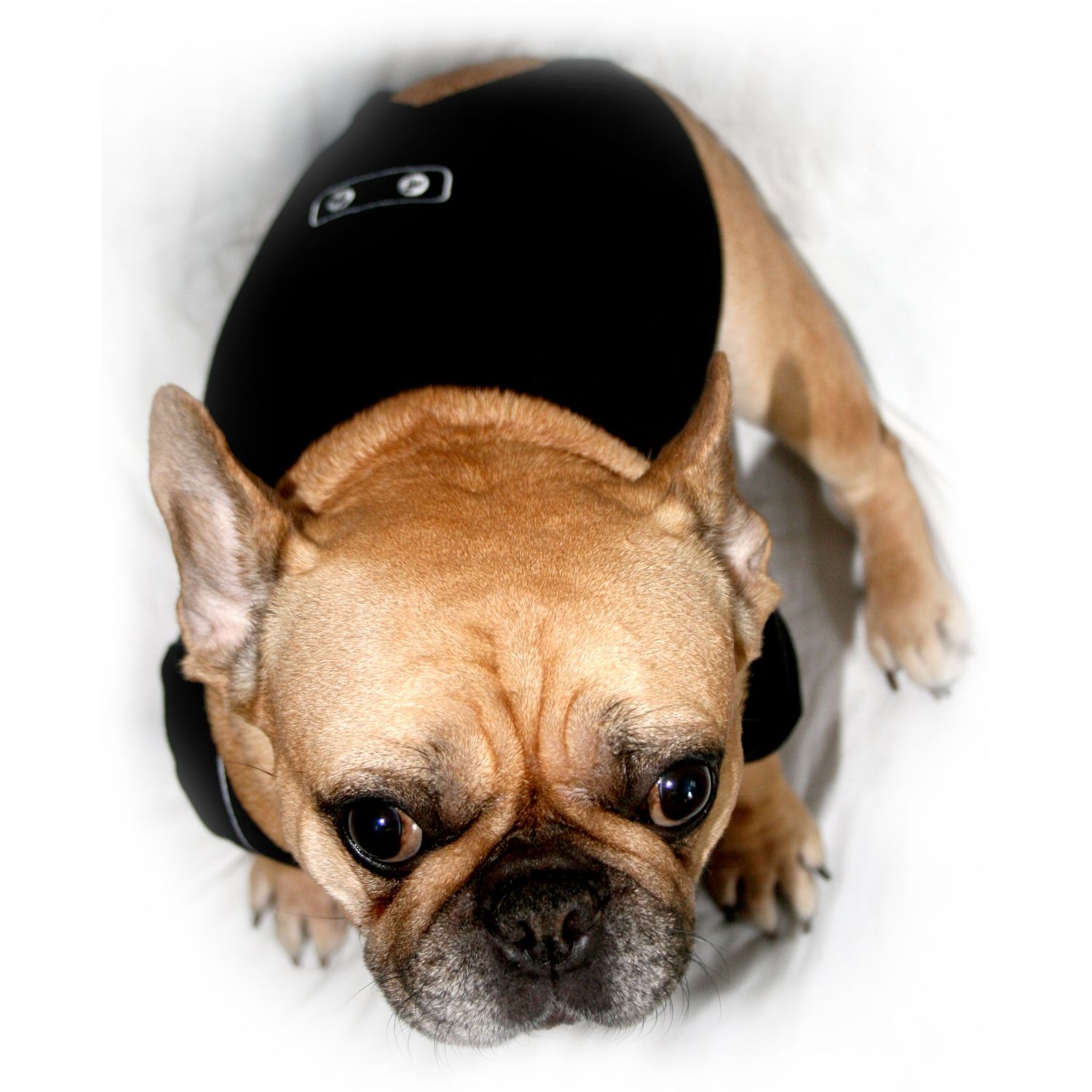 Frenchie Mini Couture Dog Tuxedo, (Medium)
