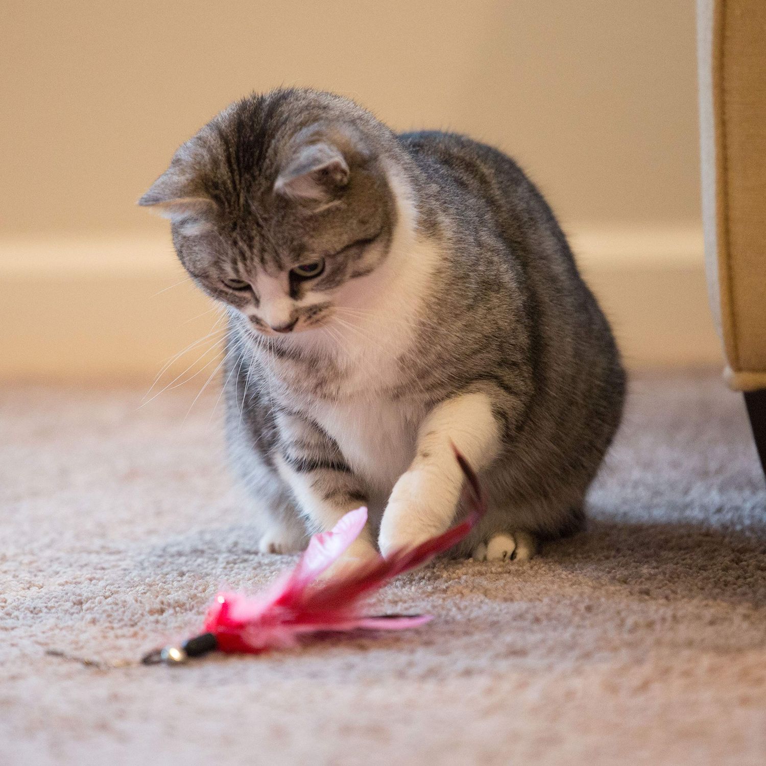 Youngever 6 Pieces Cat Toys Teasing Feather Toy, Retractable Wand with Assorted Teaser Refills, Interactive Toy for Kitten Cat