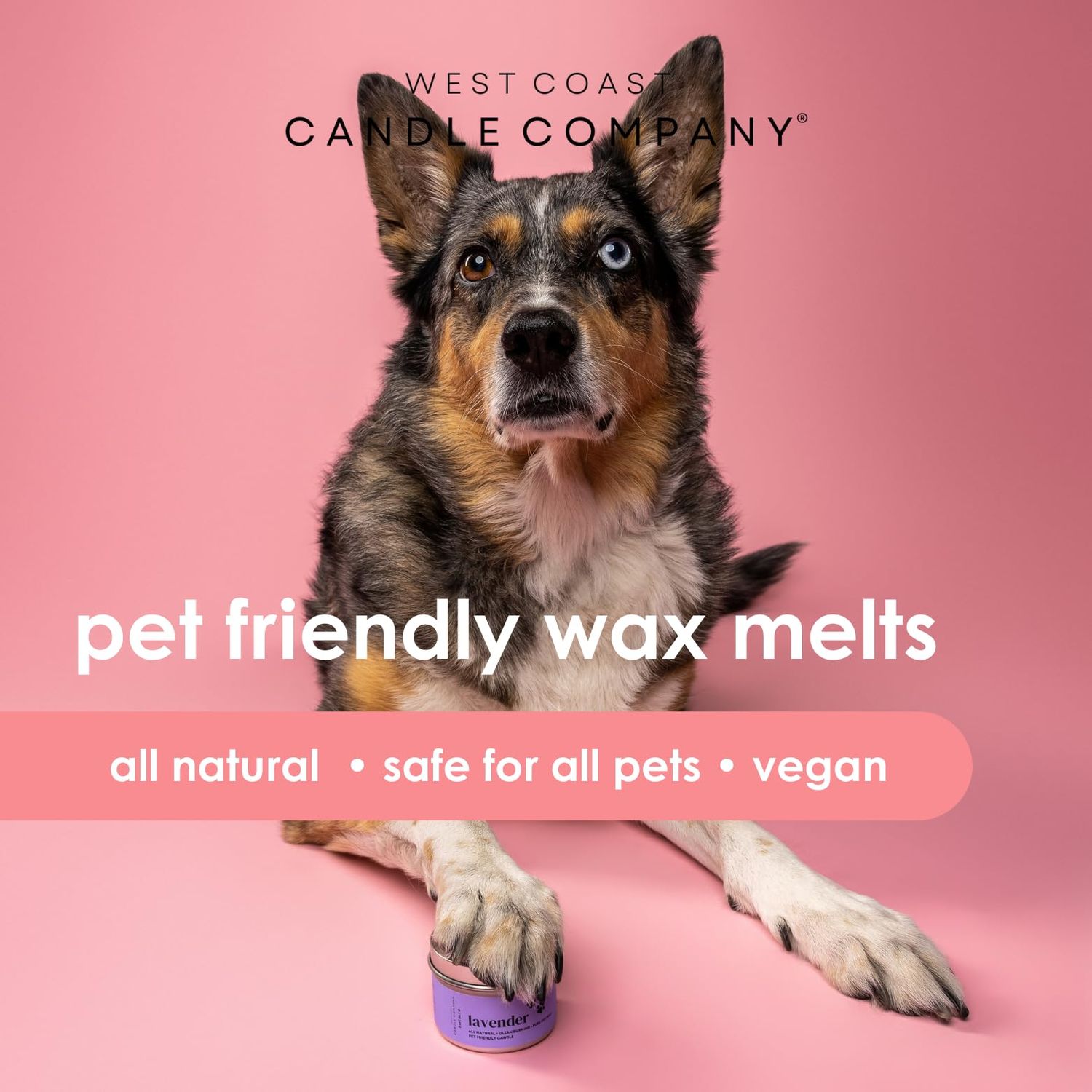 Pet Friendly Wax Melts | Pet Safe Wax Melts | All Natural Dog Safe Wax Melts | Non-Toxic Wax Melts | Pet Odor Eliminator | Pure Soy Wax Melts | Veterinarian Approved (Refresh)