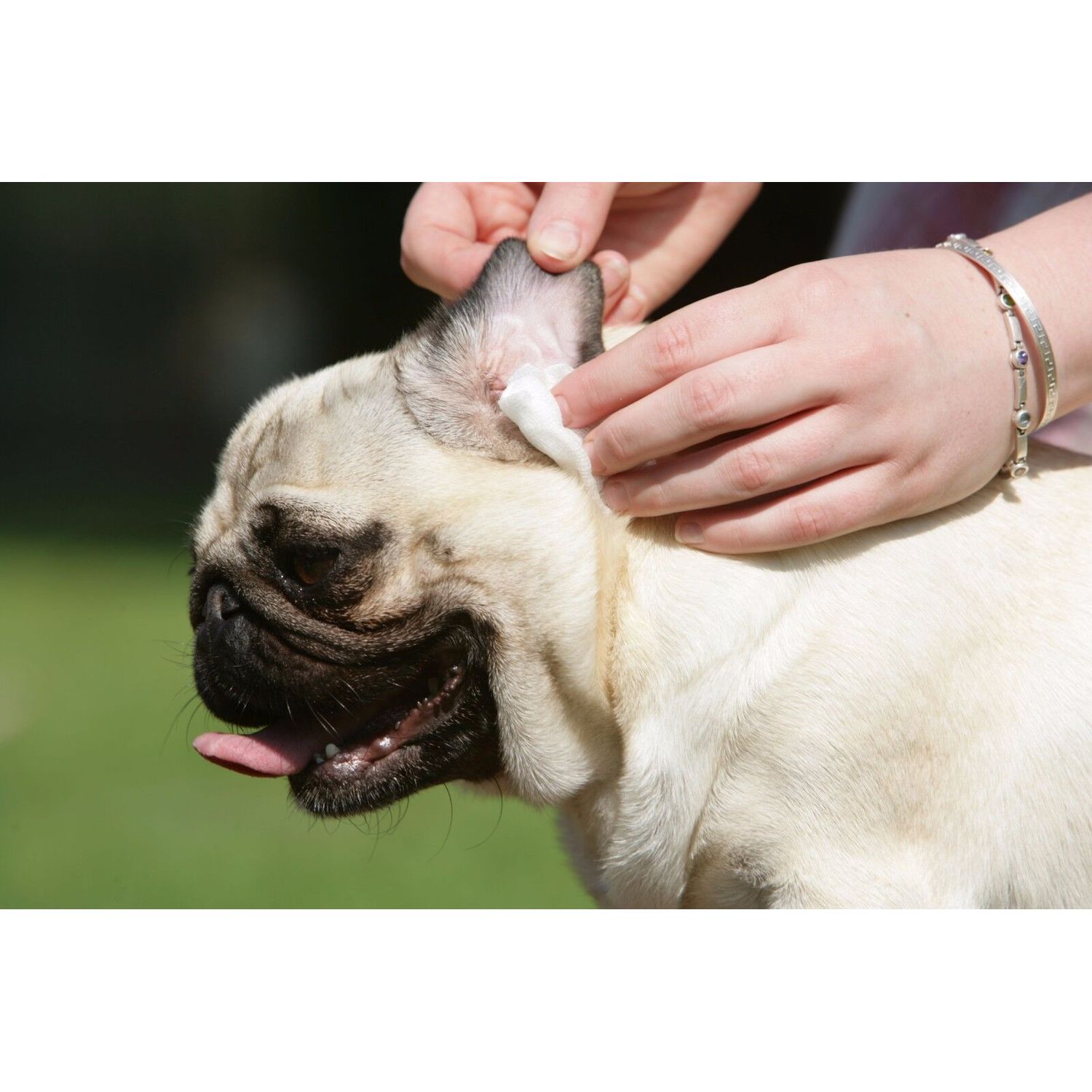 Advanced Dog Ear Cleaner Medication and Infection Treatment FAST Relief, 8oz