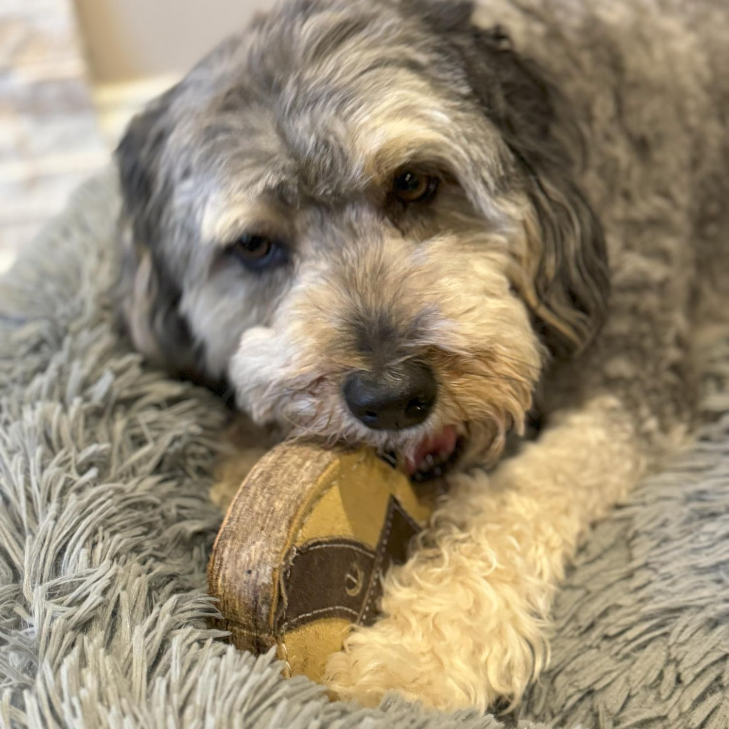 SPOT Dura-Fused Chunkies Raccoon - All Natural Leather and Felt Dog Toy - No Squeak, No Fluff, Durable, Extra Thick Dog Chew Toy for Aggressive Chewers, Great for Adult Dogs and Teething Puppies, 5in