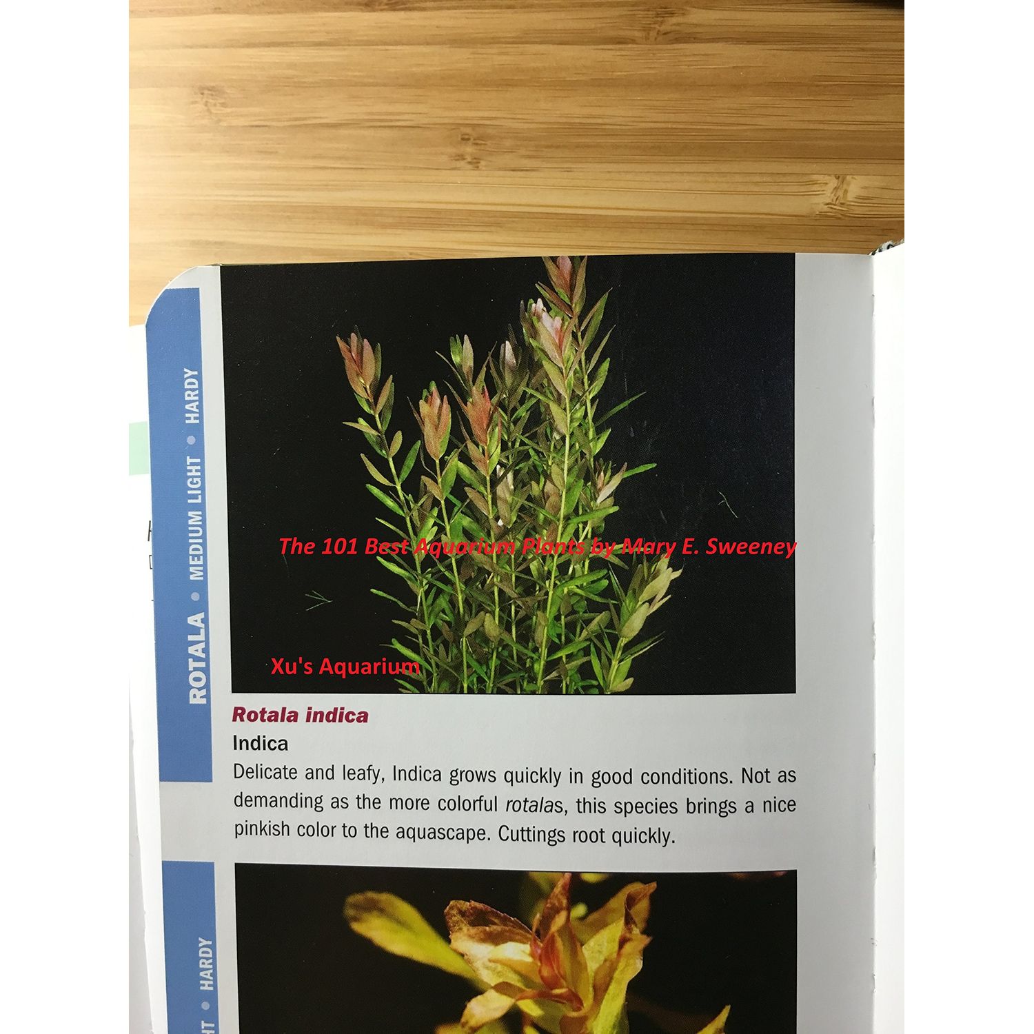 6 Rotala Indica (Rotundifolia), Live Aquarium Stem Plant