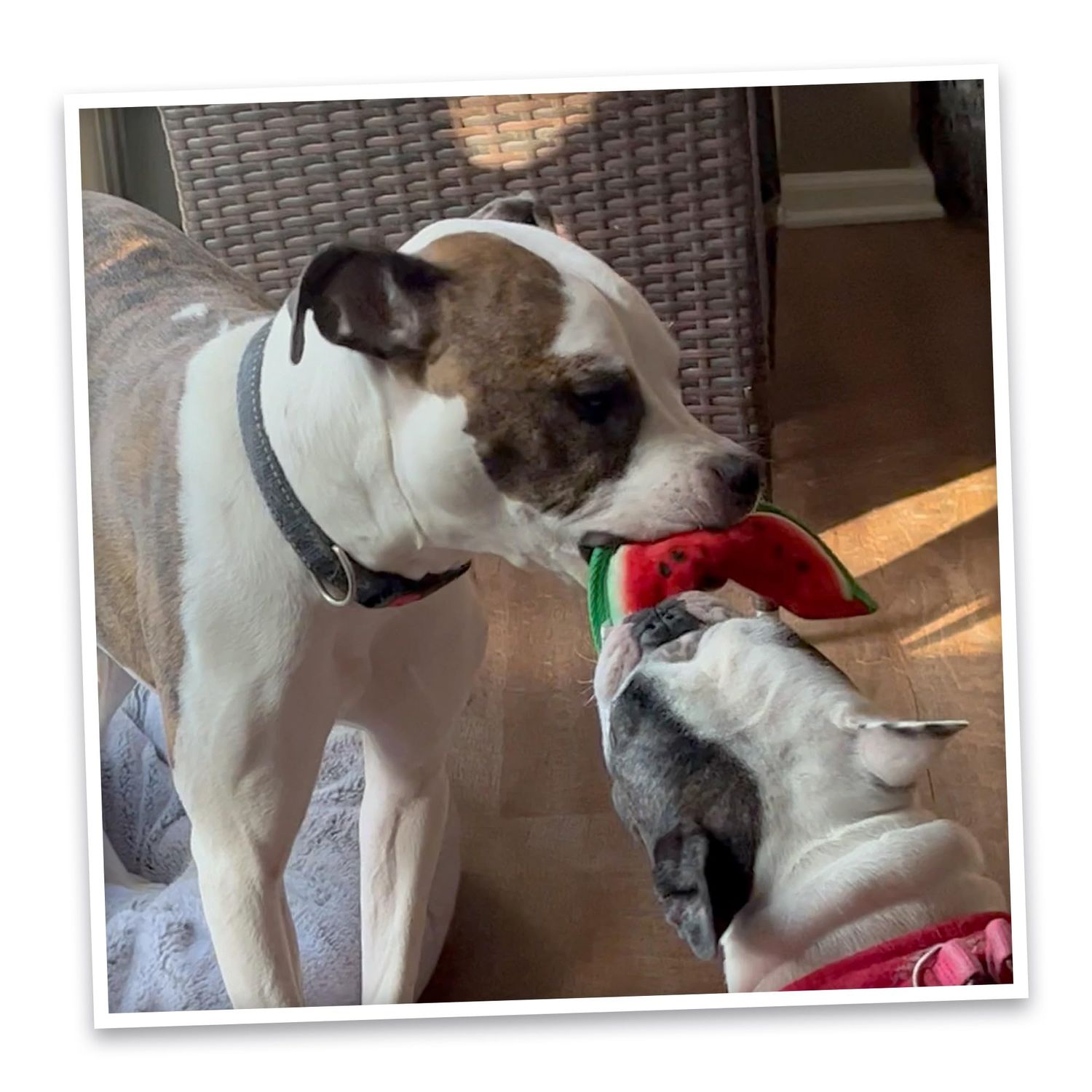 Doggijuana | Tuffer Chewer Mini - Interactive Dog Toy with Juananip Refill | Refillable Durable Dog Toy for Engaging Play and Natural Calming (Watermelon Slice)