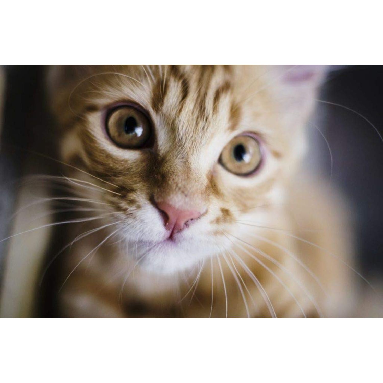 I LOVE MY PETS LLC cat Digestive enzymes - CAT Digestive AID - Healthy PROBIOTICS - Chews - cat Digestive Support - 180 Treats (3 Bottles)