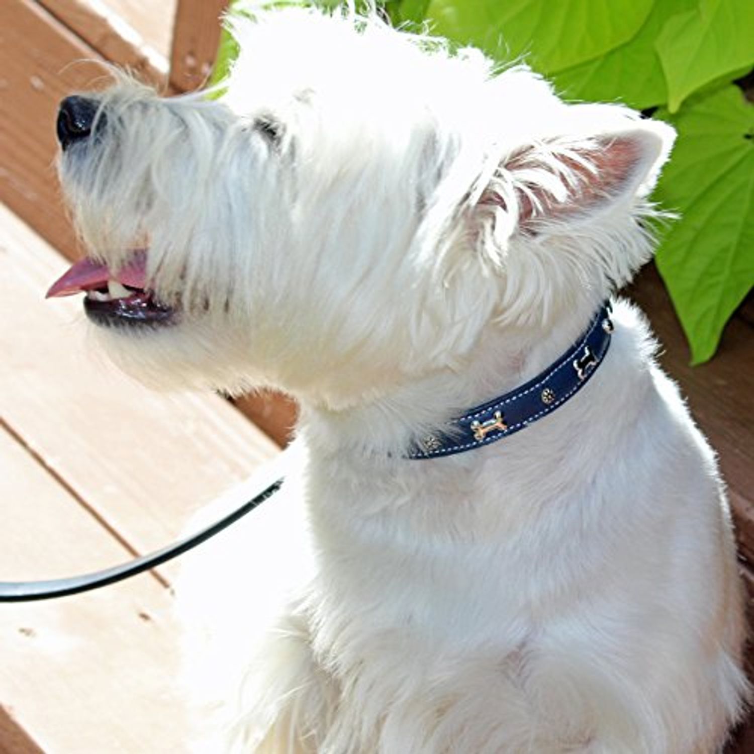 Small Soft Blue Napa Leather Padded Decorated Azzurro Dog Collar - Fits 12" - 14" Neck Size