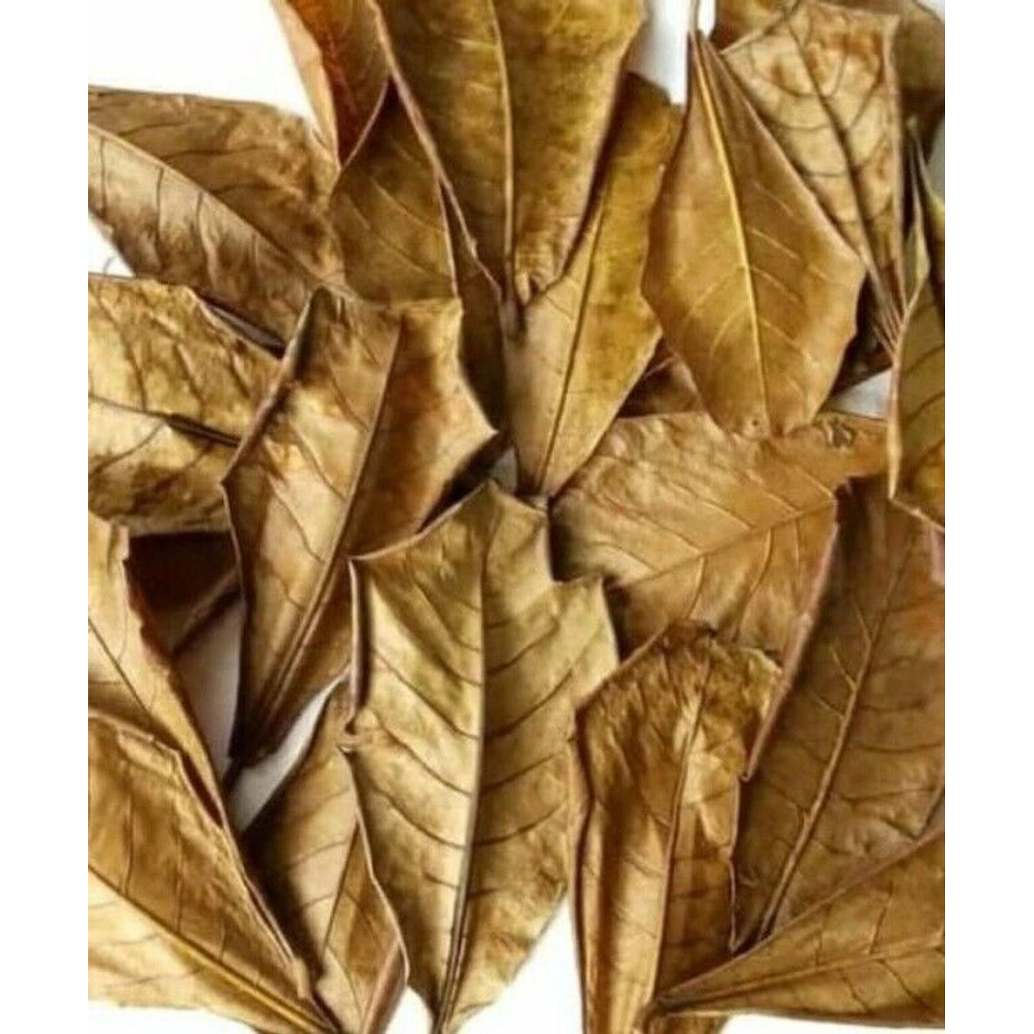 50 Natural Leaves Indian Aquarium Catappa Betta Care Almond Shrimp Fish Ketapang