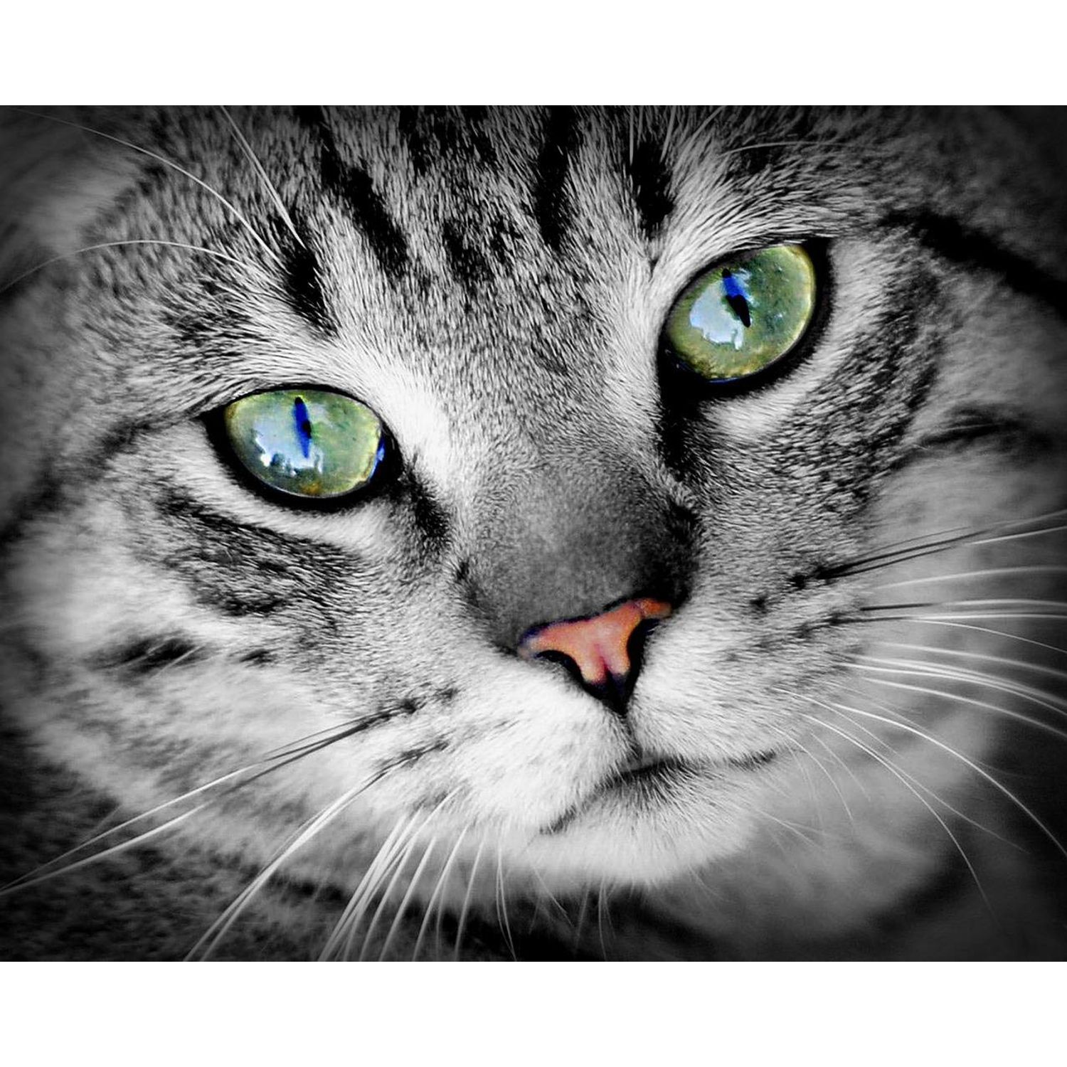 PET SUPPLEMENTS cat Vision Supplement - Cats Eye Health Complex - Advanced Formula for Eye Sight - Immune Boost - cat Vitamin e - 1 Bottle (60 Tablets)