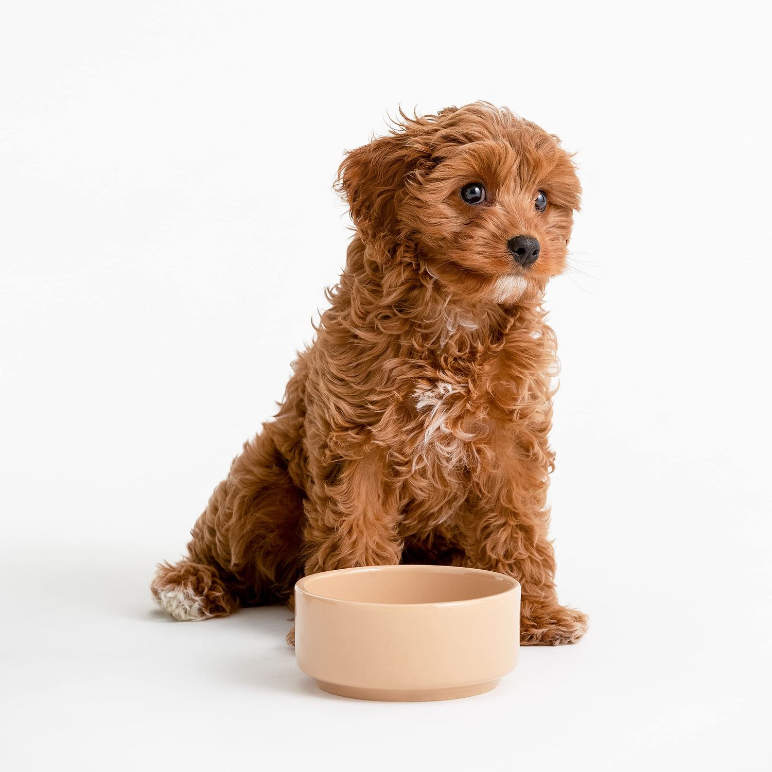 Mason Cash Cane Stoneware Pet Bowl, 13 cm