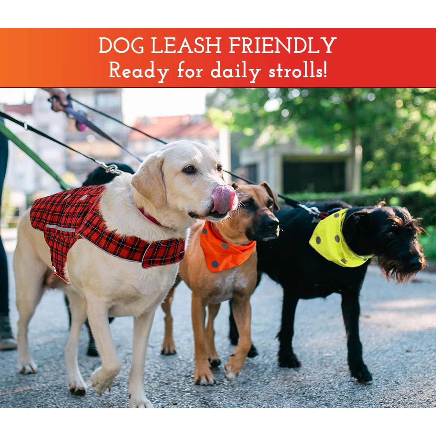 SPOT THE DOG! Reflective Dog Collar - Adjustable Pet Collars, Safe, Durable, Comfortable Dog Walking Accessories for Small Dog, Hunting Dog, Puppy, Lightweight Boy, Girl Dog Collars (Blaze Orange, S)