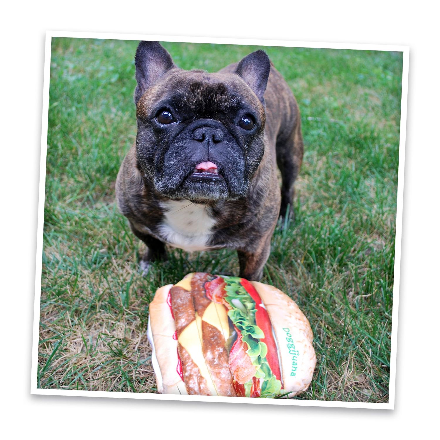 Doggijuana | Get The Munchies - Interactive Dog Toy with Juananip Refill | Refillable Dog Toy for Engaging Play and Natural Calming (Cheeseburger Toy)