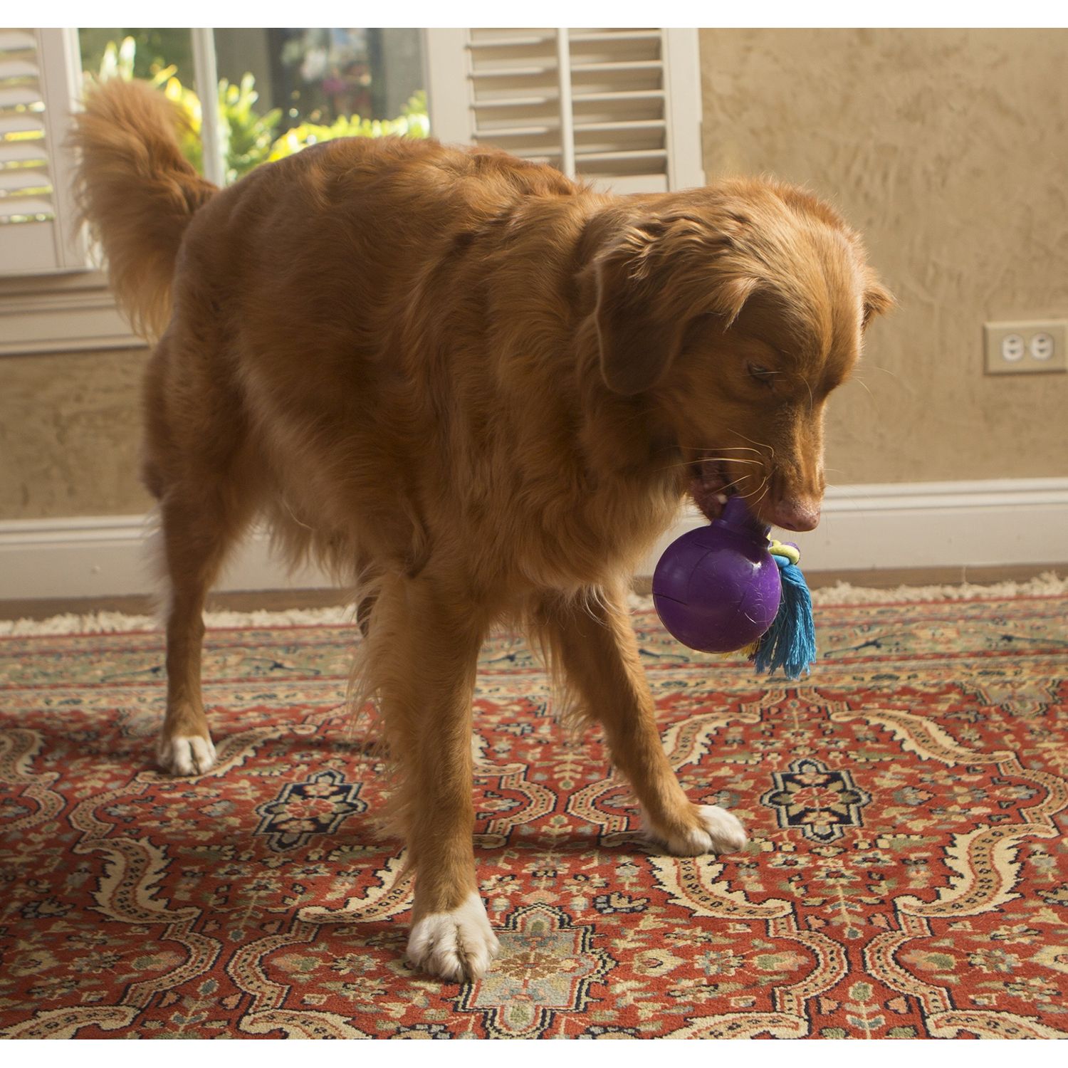 R2P Group Zany Bunch Rope Twister Electronic Dog Toy - Assorted Colors