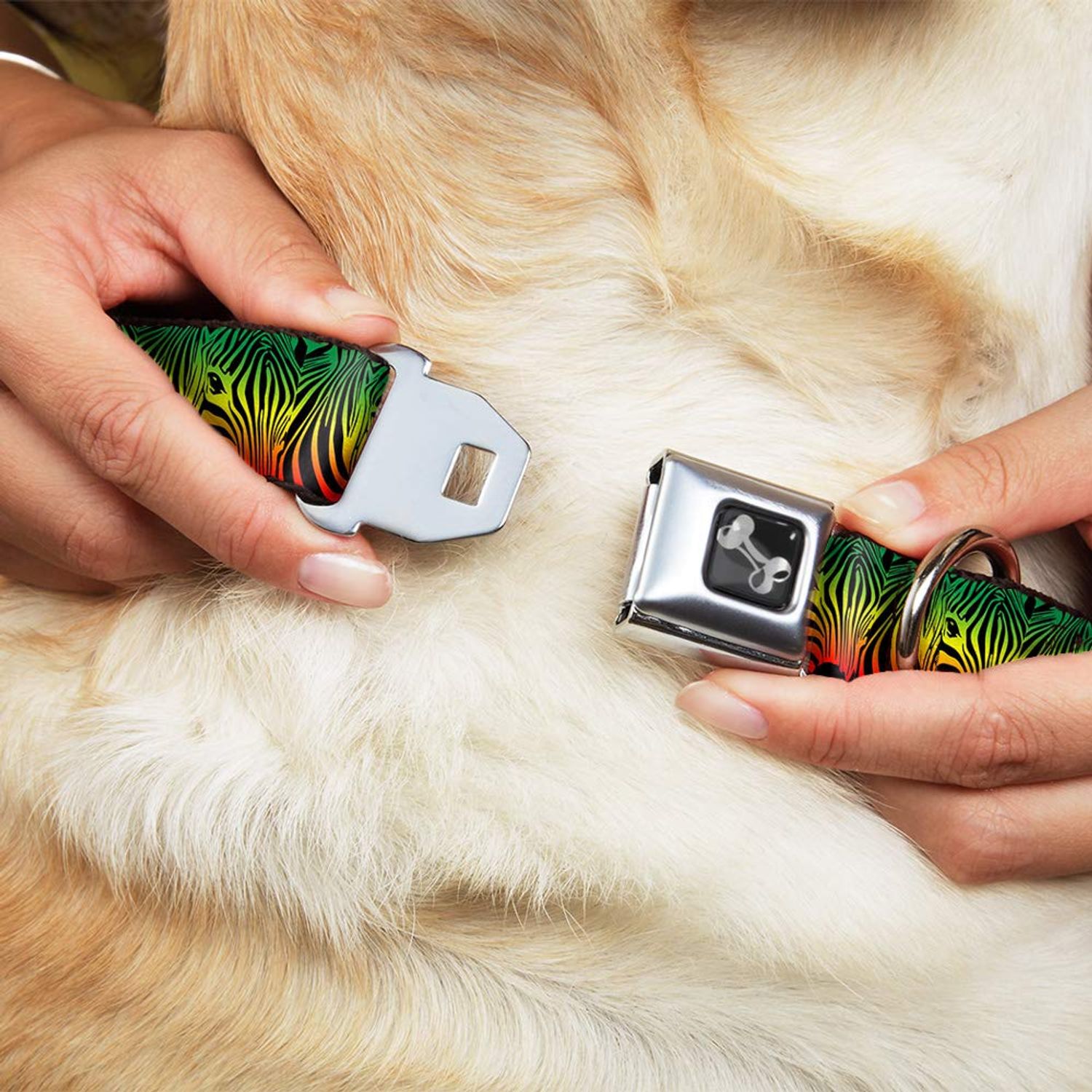 Buckle-Down Seatbelt Buckle Dog Collar - Zebra Head Rasta - 1.5" Wide - Fits 16-23" Neck - Medium