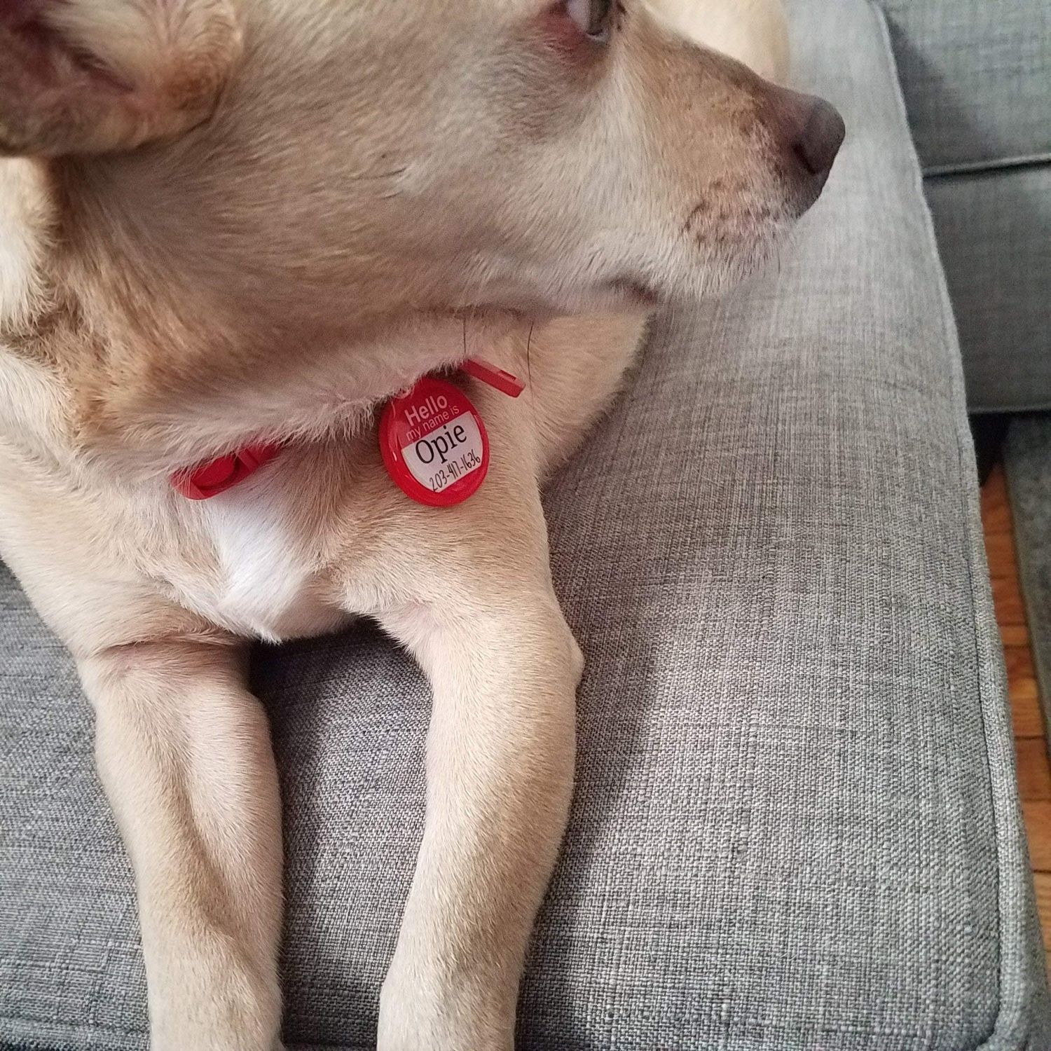 Silent & Lightweight Eco-Plastic Hello My Name Is" Pet ID Tag