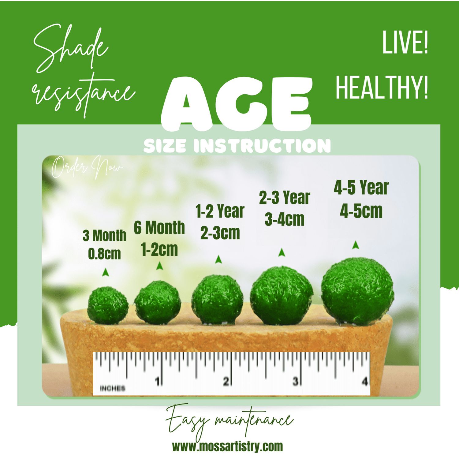 6 PCS Live Marimo Moss Ball Pet Kokedama for 20 Gallon Aquarium