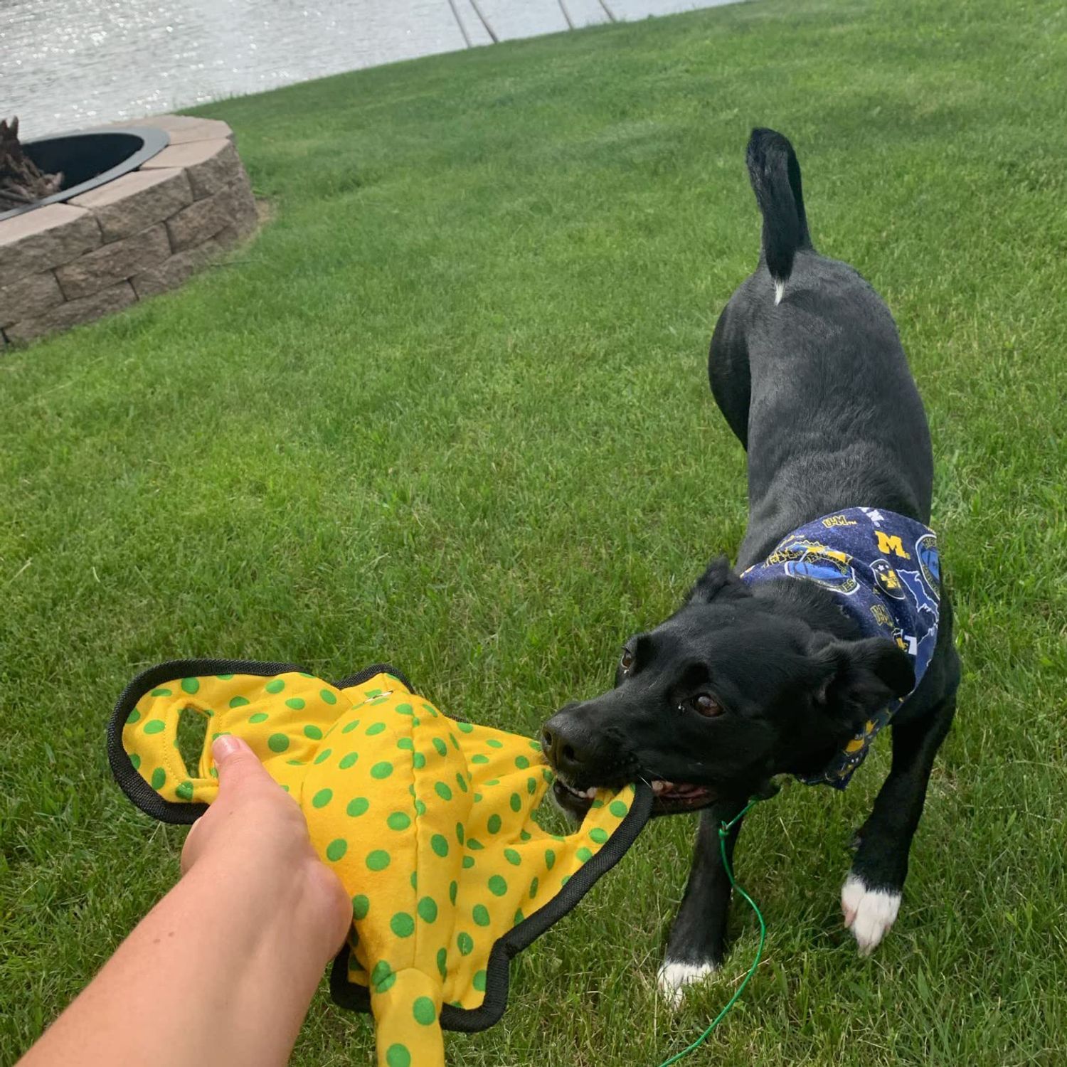 SmartPetLove Snuggle Puppy Tender-Tuffs - Yellow Stingray Tug of War Plush Dog Toy - Great for Play and Interaction with Puncture Resistant Squeaker