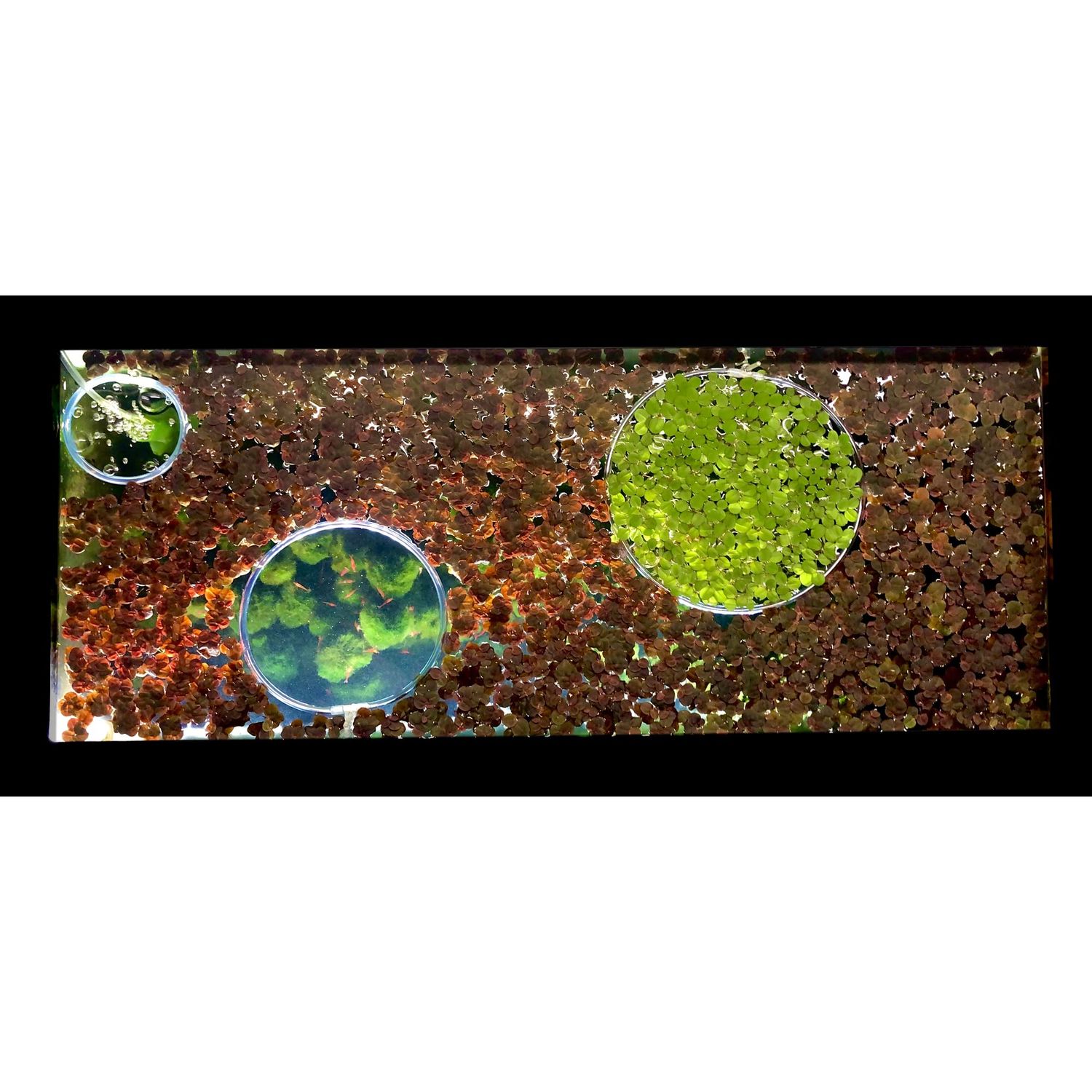 Invisible Feeding Ring (Customizable and Auto-Leveling) Food Portal for Floating Plant Aquariums and Fish Tanks (Two-Pack)