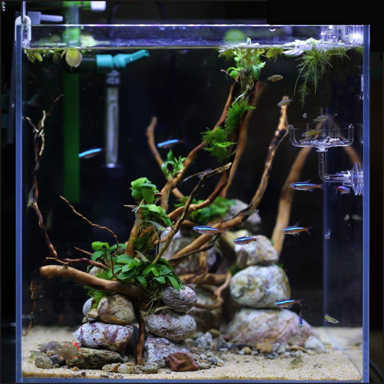 JZMYXA Aquarium Shrimp/Small Fish Feeding Dish Feeder Dish, Acrylic Material, Mini Size (Magnolia Shaped)
