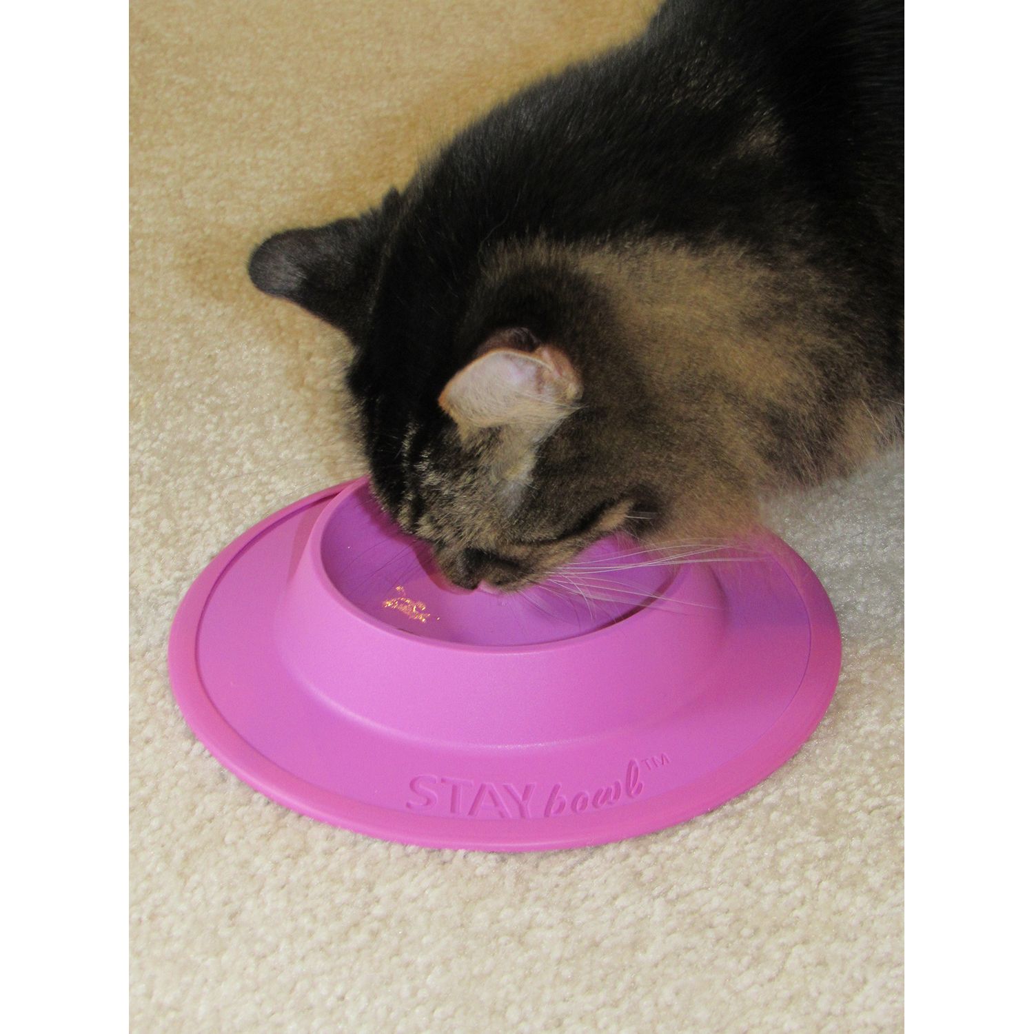 STAYbowl Pet Food and Water Bowl for Cats, Toy Breed Dogs, Bearded Dragons, Turtles, and Small Pets (3/4 Cup in Four Colors (Spring Green)