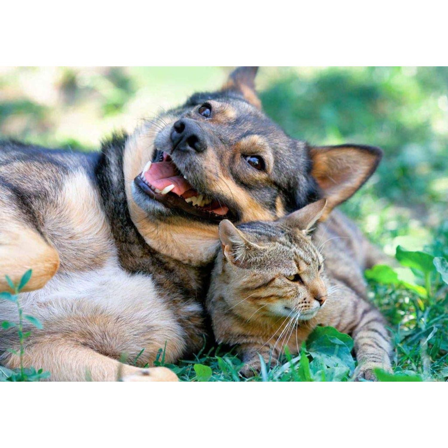 Canine Immune Booster - PET Immune Support - Dogs and Cats - VETS Choice - Chews - Licorice for Dogs - 2 Bottles (120 Treats)