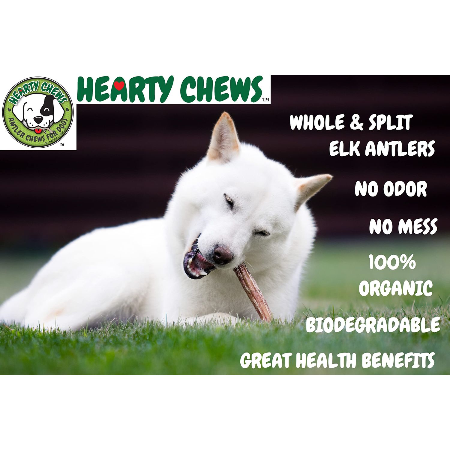 HEARTY CHEWS ELK Antler for Dogs | Natural Dog Chew | 100% Organic Grade A Antler Chew Bone, Supports Teeth & Gum Health, Long Lasting Dog Treat - Jumbo (About 9-11 inches)