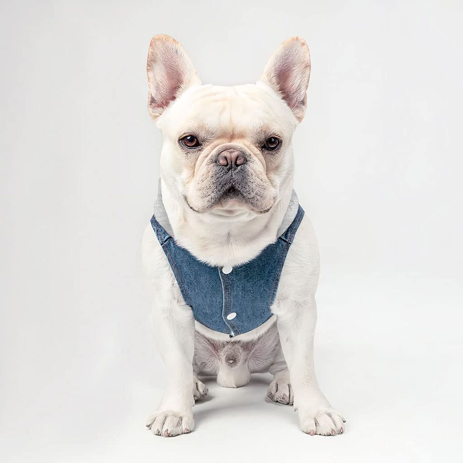 Let's Go Camping Dog Denim Jacket - Tent Dog Denim Coat - Camping Dog Clothing - XL