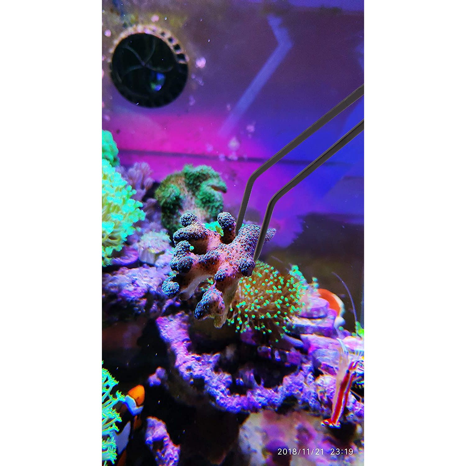Aquarium Choice Coral Feeder Long Syringe Reef Feeder SPS HPS Marine Reef Coral Feeder Tool Fish Excreta Cleaner (2 Units Coral Feeder and 2 Units Tweezers)